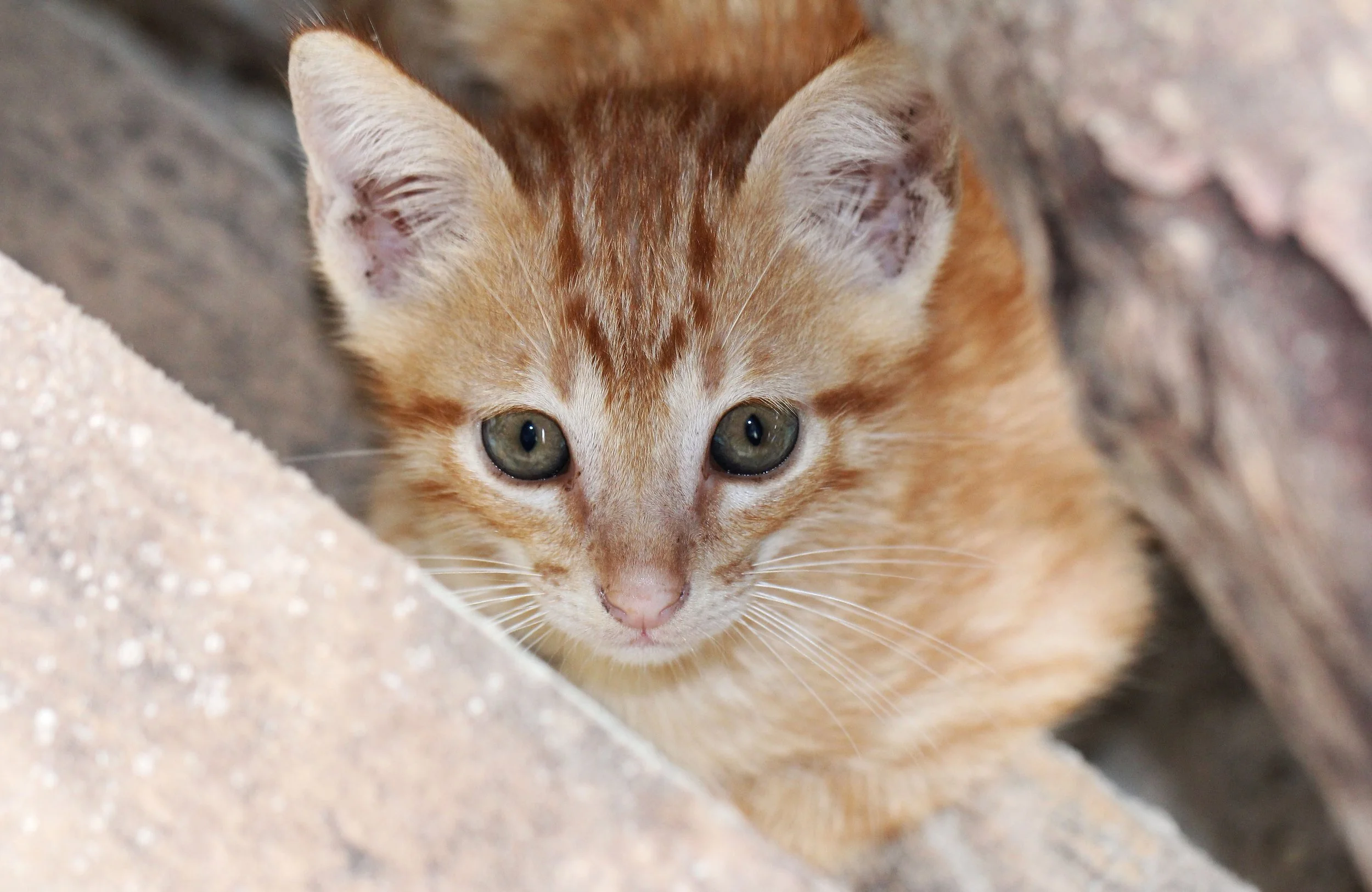 2015 Koh Lanta October Break Trip  (241).JPG