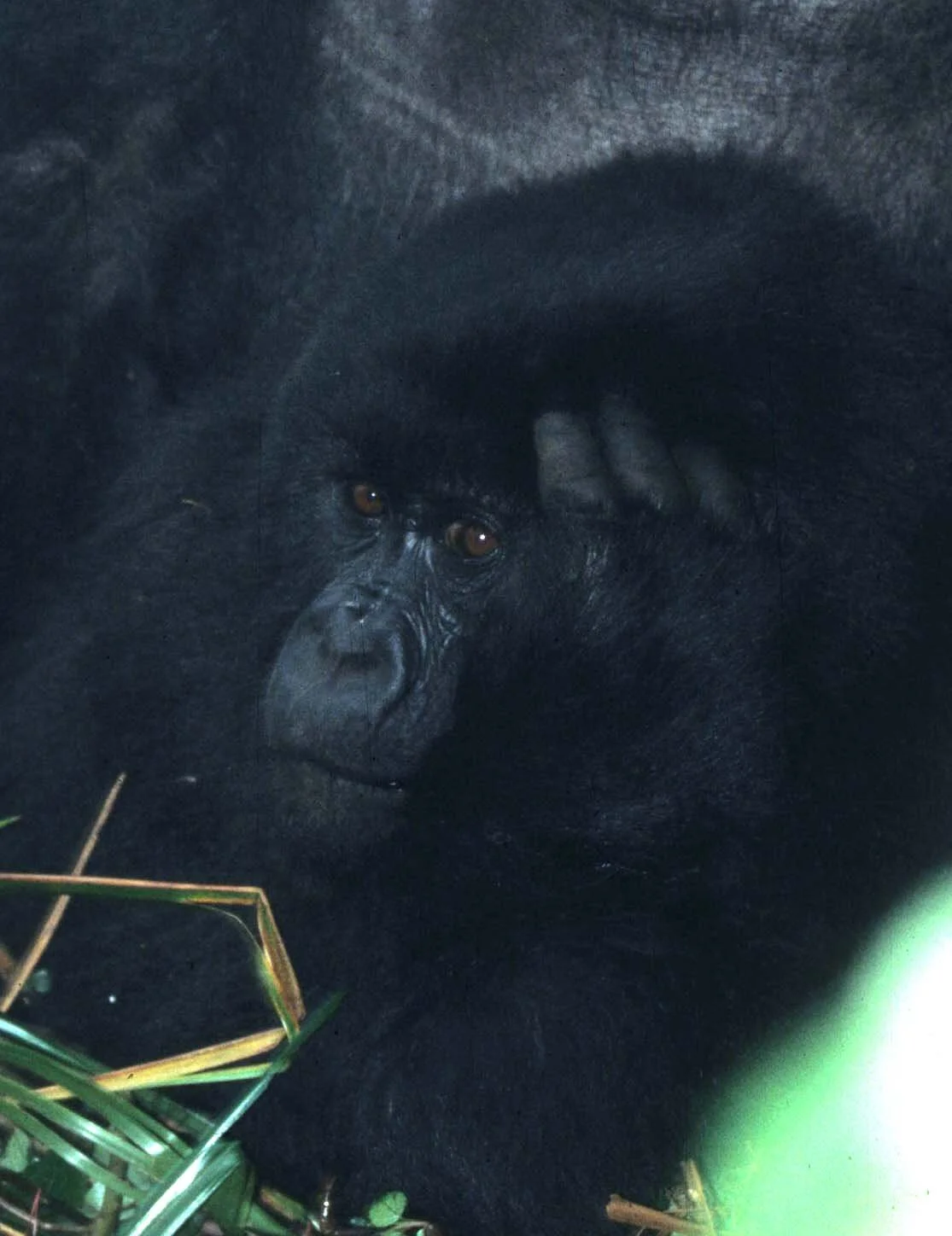 PRIMATE - GORILLA-RWANDA PARC DU VULCANS (38).jpg