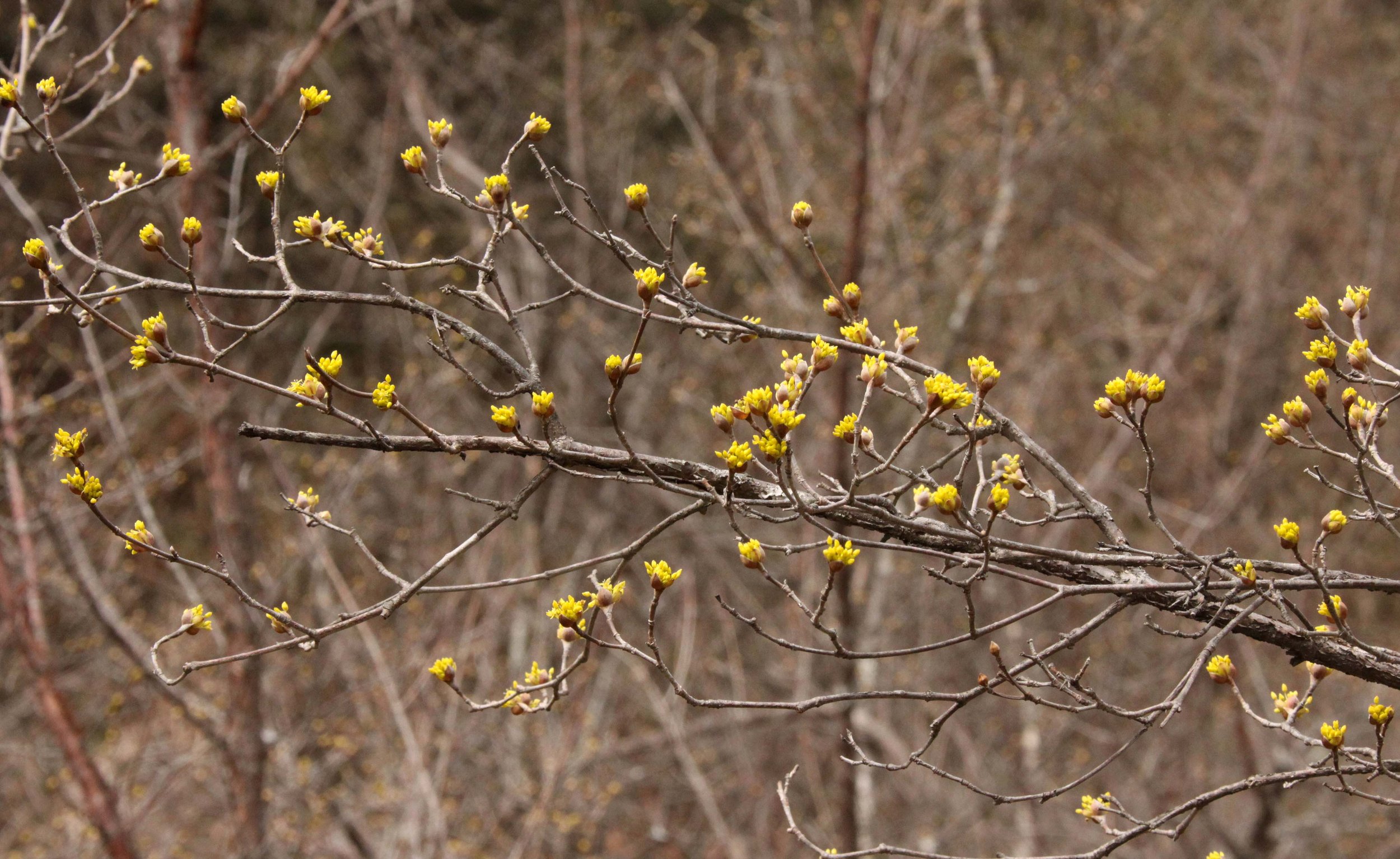 FOPING NATURE RESERVE - SHAANXI PROVINCE CHINA (242).JPG