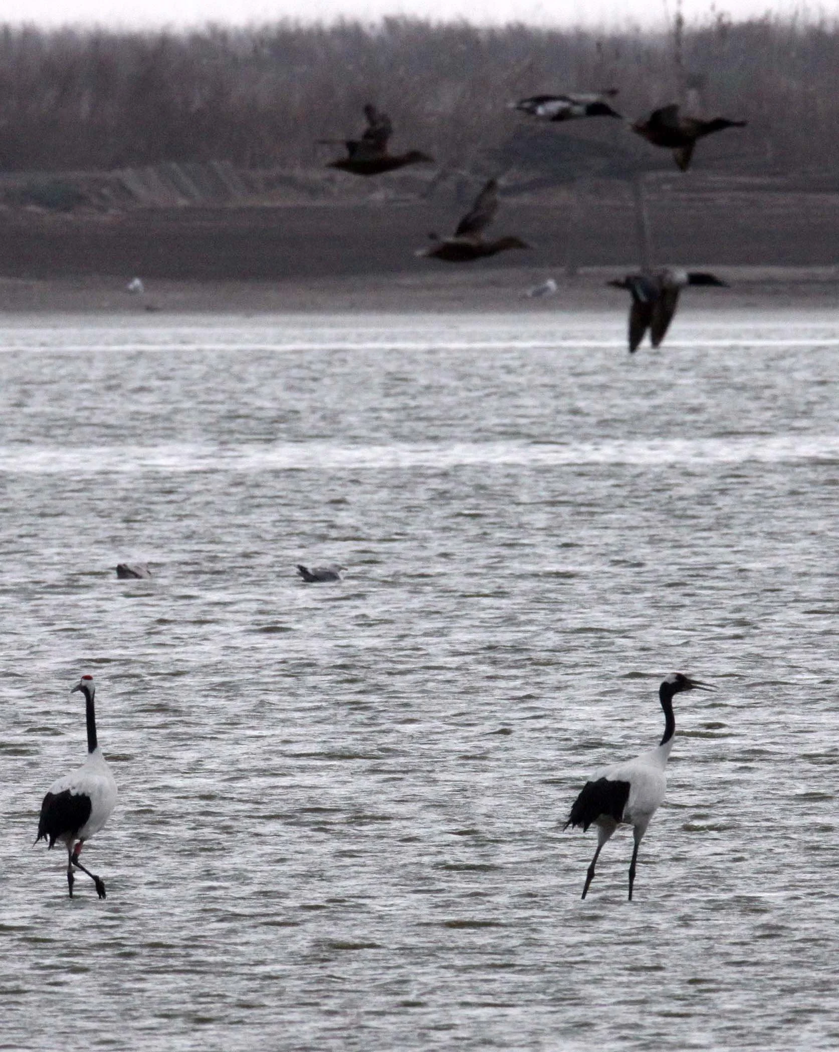 BIRD - CRANE - RED-CROWNED CRANE- YANCHENG CHINA (10).JPG