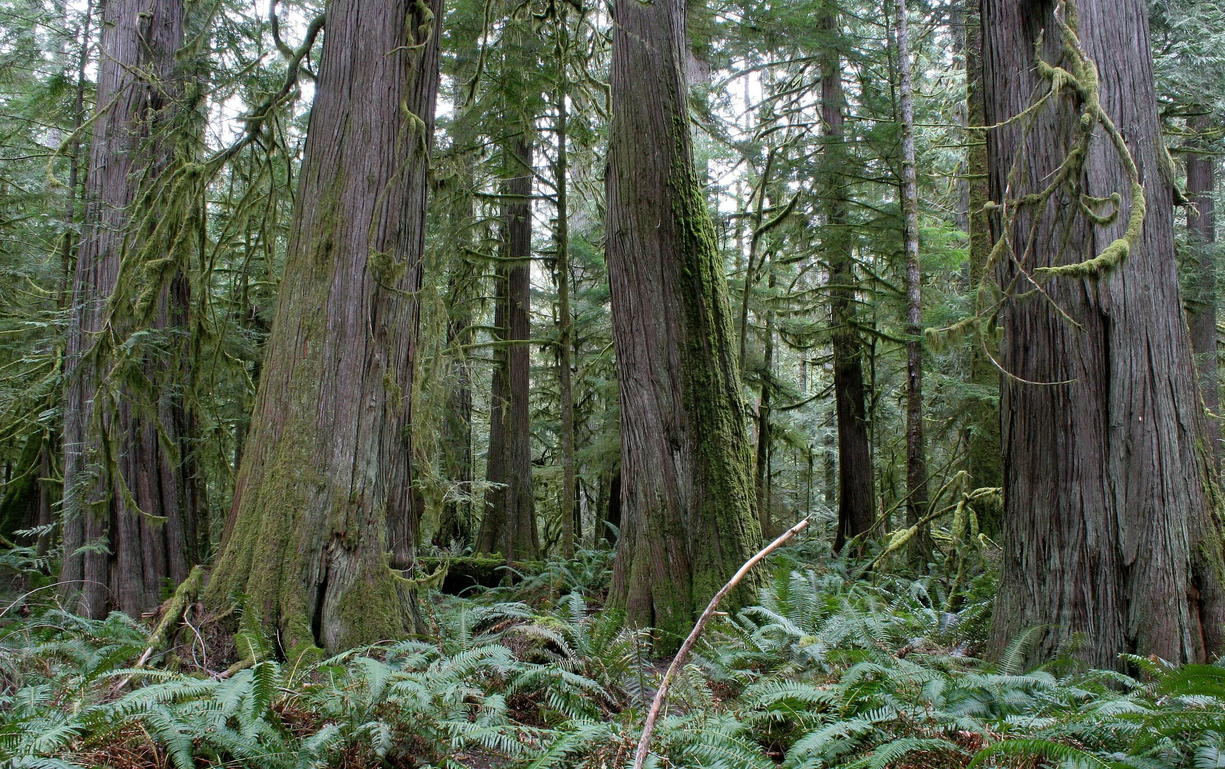 BARNES CREEK AND SURROUNDING FOREST (7).JPG