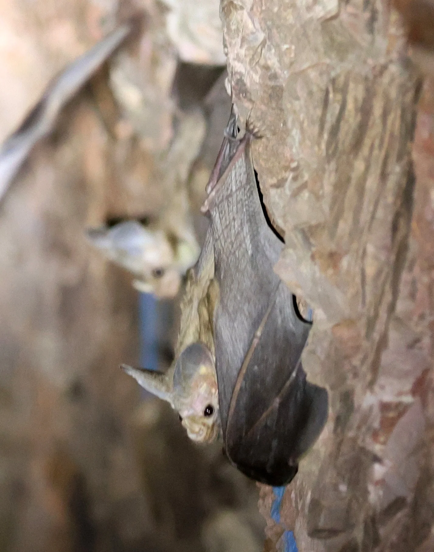 Ghost Bat (Macroderma gigas) Pine Creek Mines - Northern Territory 