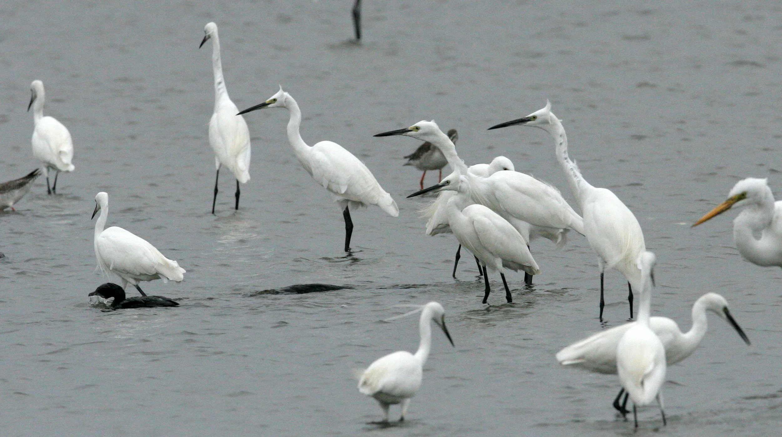 EGRET - GREAT & LITTLE EGRETS - Egretta garzetta & Mesophoyx intermedia - PAK THALE PETCHABURI PROVINCE THAILAND (11).JPG