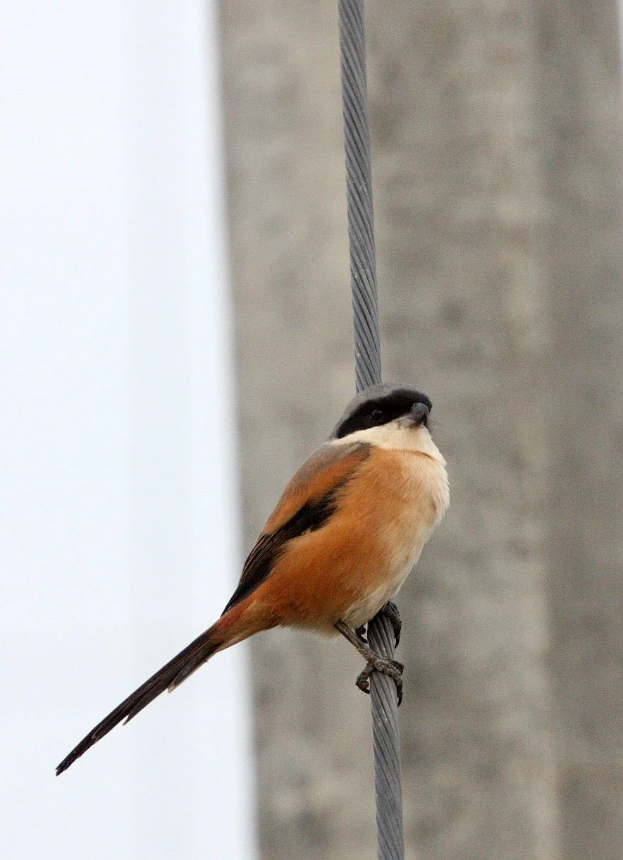 Long-tailed Shrike (Lanius schach) Poyang Lake Jiangxi Province China (14).JPG