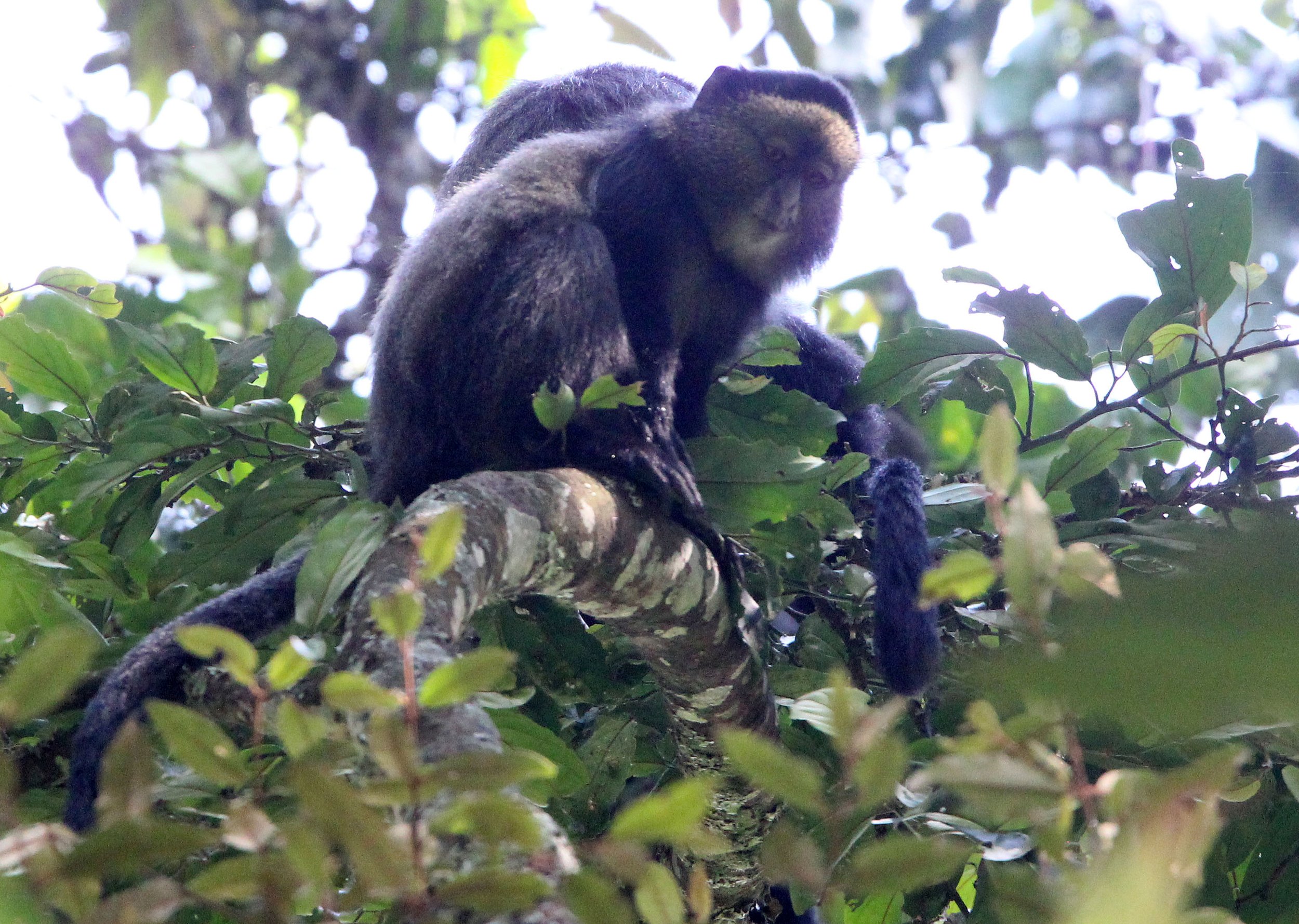 CERCOPITHECIDAE - Cercopithecus doggetti - SILVER MONKEY - NYUNGWE NATIONAL PARK RWANDA (151).JPG