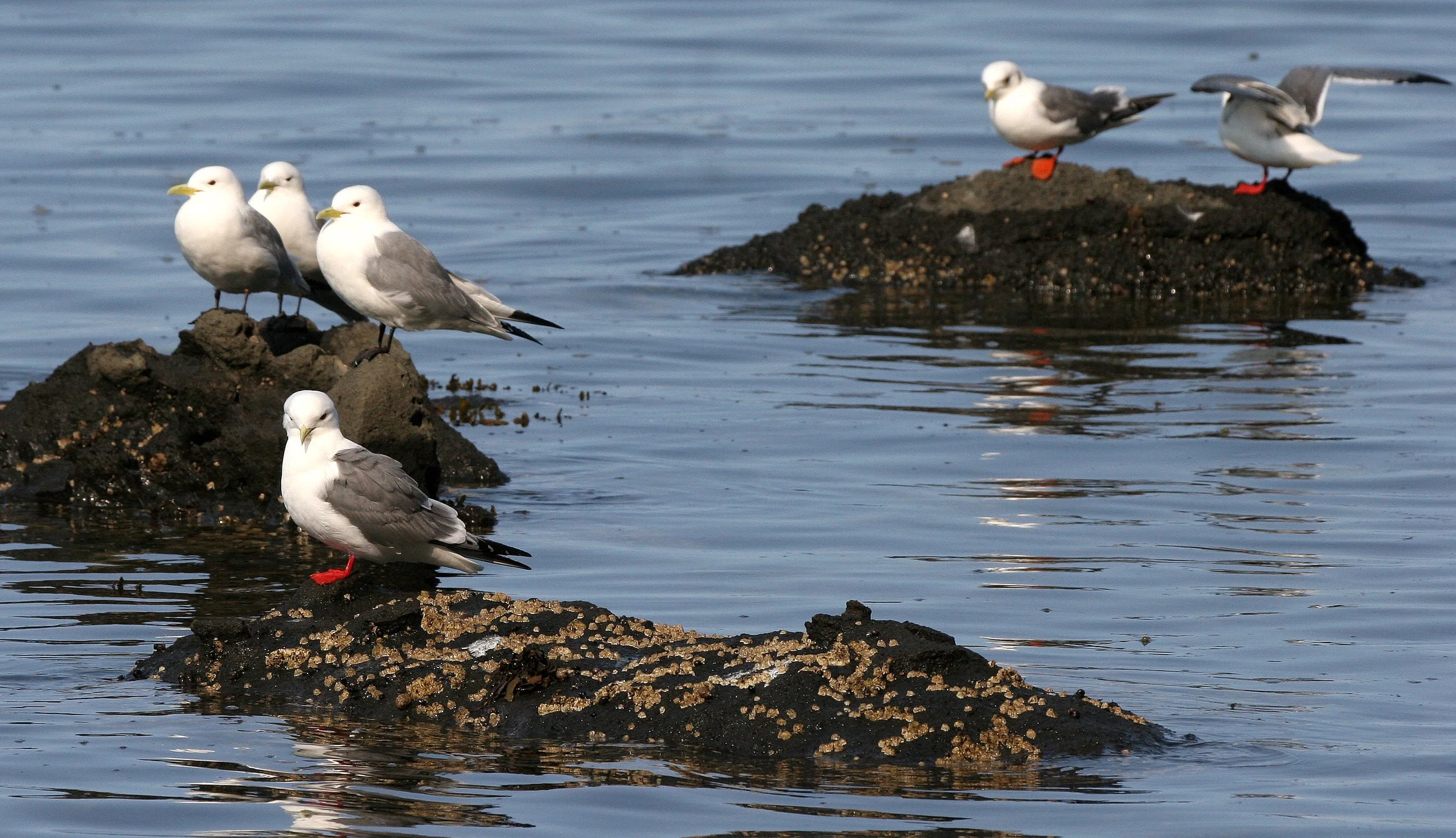 BIRD - KITTIWAKE - RED-LEGGED - COMMANDERS (11).jpg