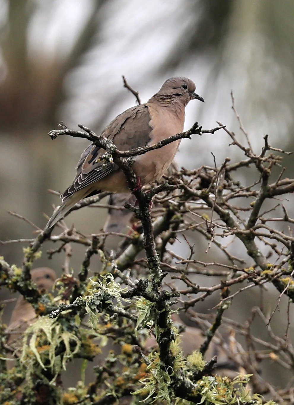 Eared Dove (Zenaida auriculata) El Palmar National Park, Entre Rios, Argentina (1).jpg
