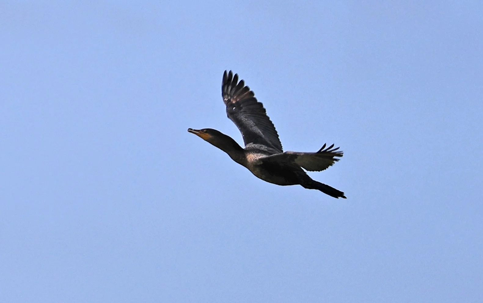 Neotropic Cormorant (Nannopterum brasilianum) Chaco Lodge & Laguna Salada Paraguay (2).jpg