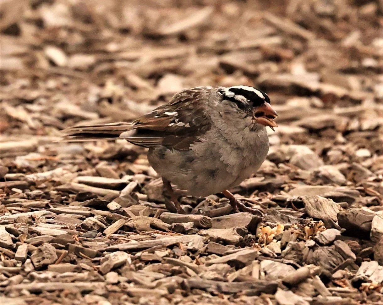 White-crowned Sparrow (Zonotrichia leucophrys) Brighton Utah (4).jpg