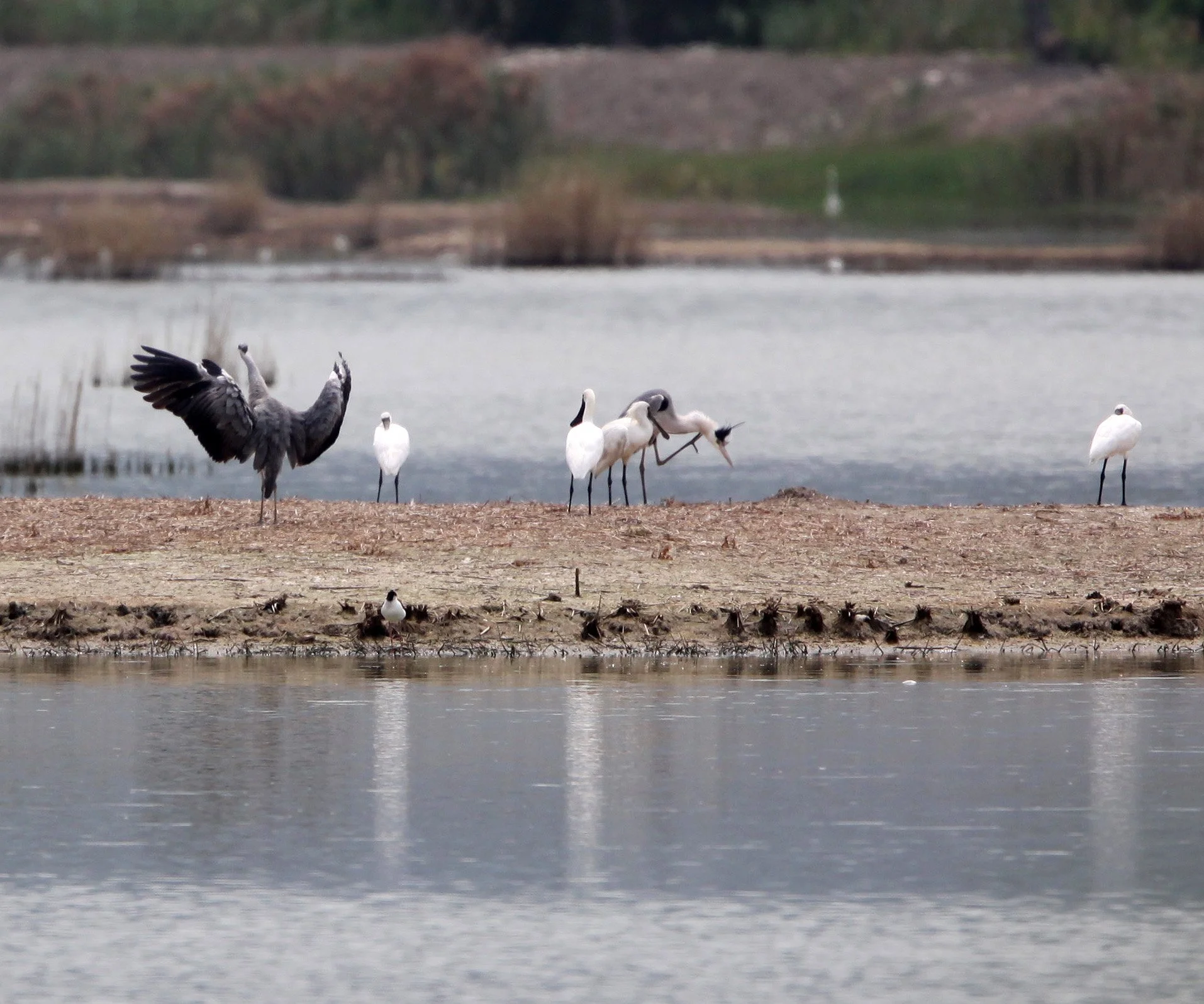 SPOONBILL - BLACK-FACED SPOONBILL - Platalea minor - MAI PO WETLANDS HONG KONG (5).JPG