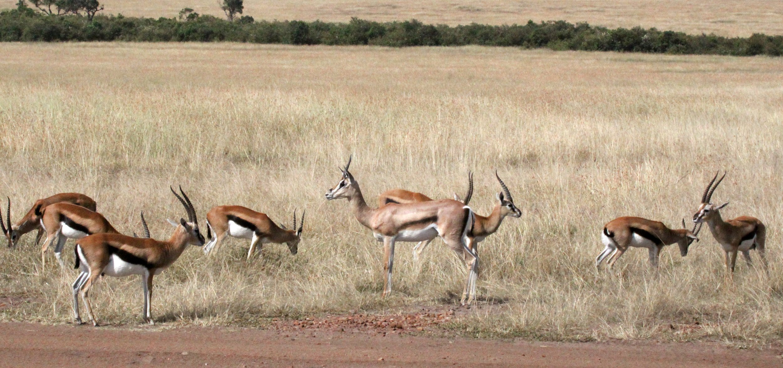 GAZELLE - SERENGETI THOMSON'S GAZELLE - Eudorcas nasalis - MASAI MARA NATIONAL PARK KENYA (20).JPG