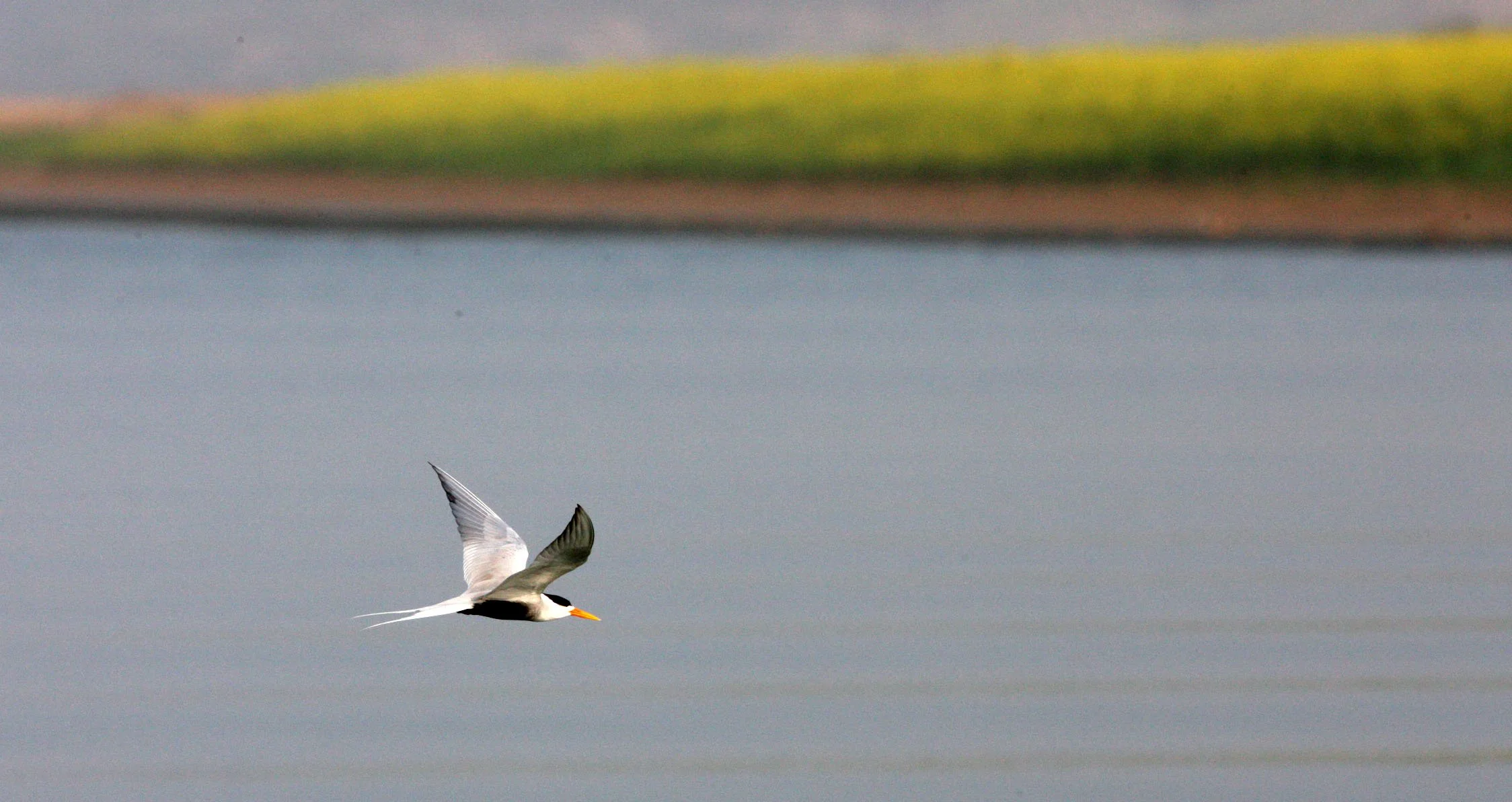 BIRD - TERN - BLACK-BELLIED TERN - CHAMBAL SANCTUARY INDIA (2).JPG