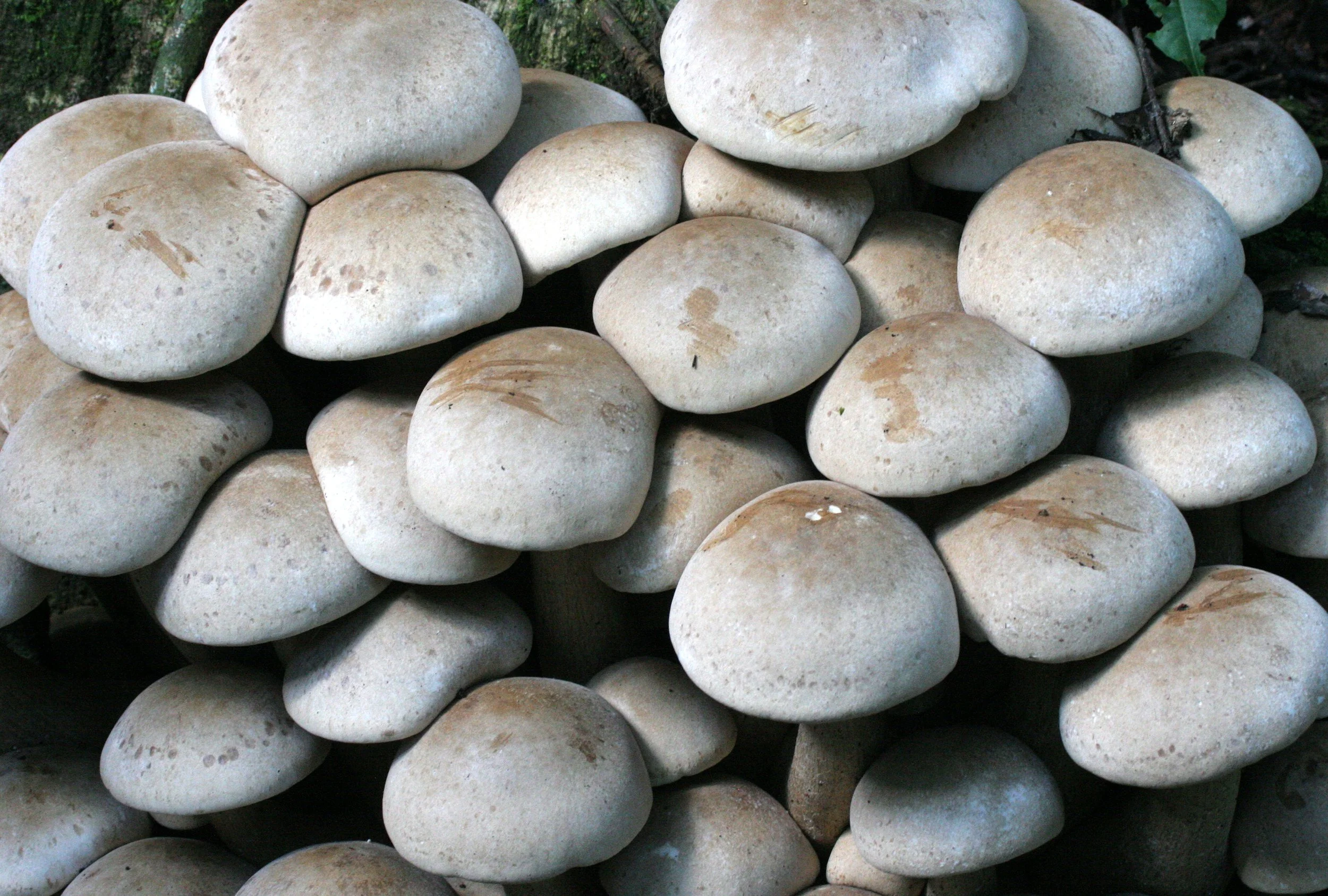 Possibly Agaricus mushrooms?
