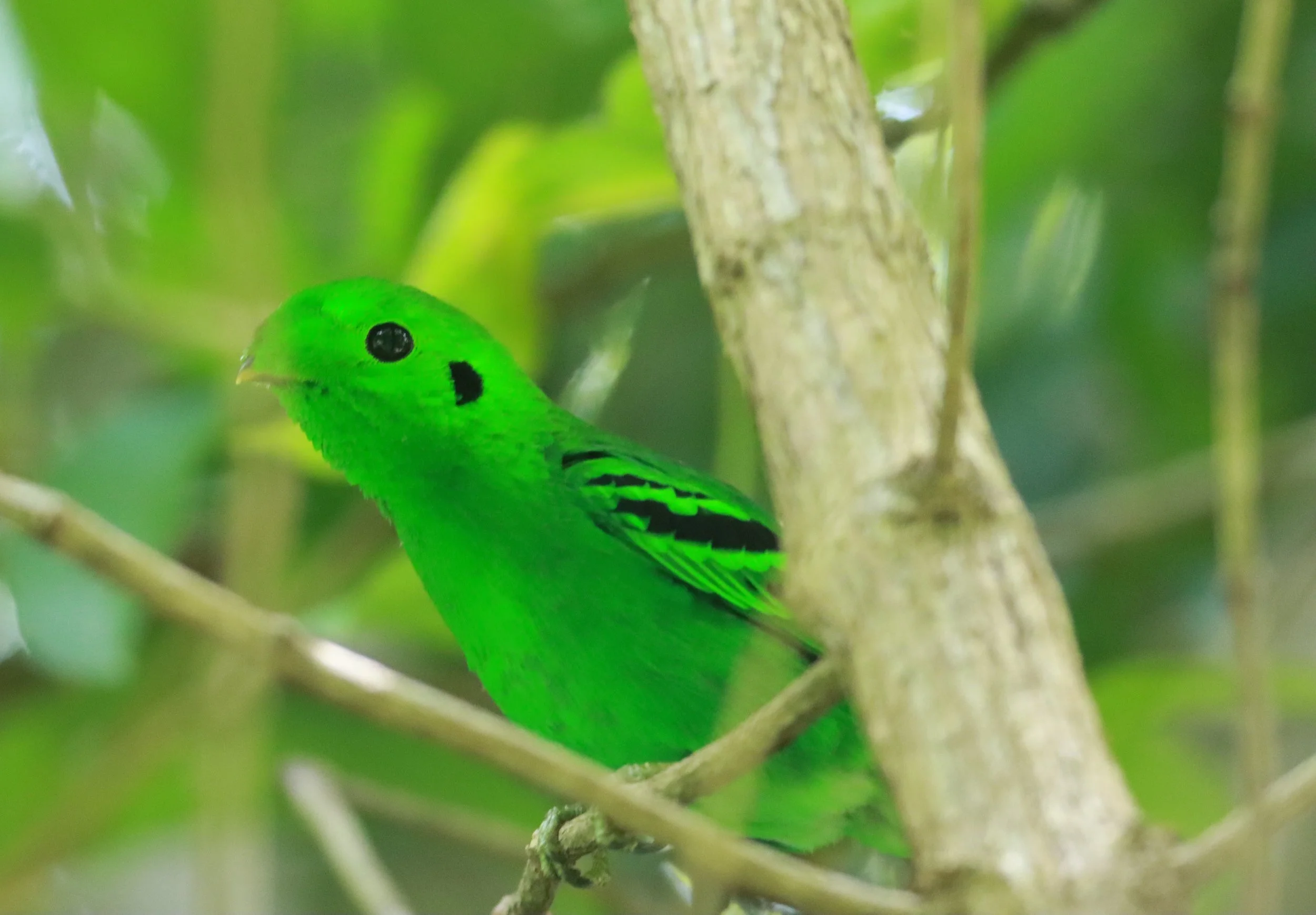 BROADBILL - GREEN BROADBILL - Calyptomena viridis - Sa Nang Manora Forest Park PHANG NGA PROVINCE (149).JPG