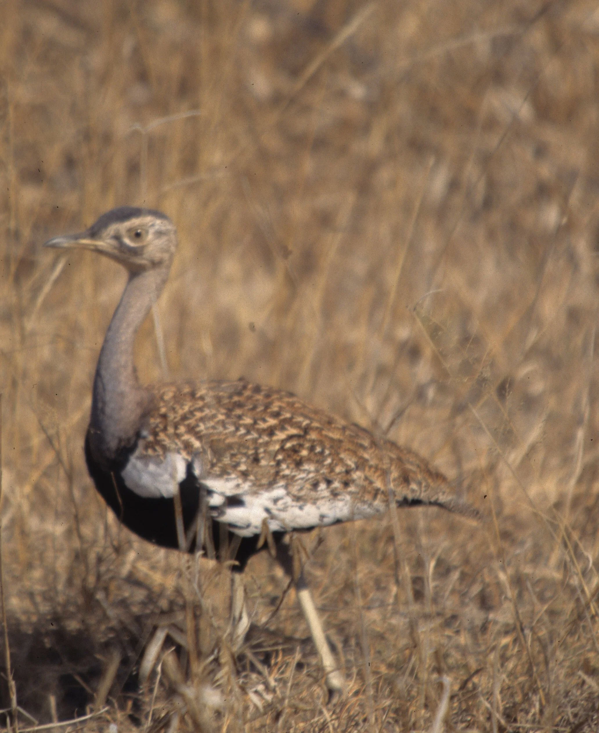 BIRDS - KOORHAN - BLACK BELLIED - KRUGER B.jpg