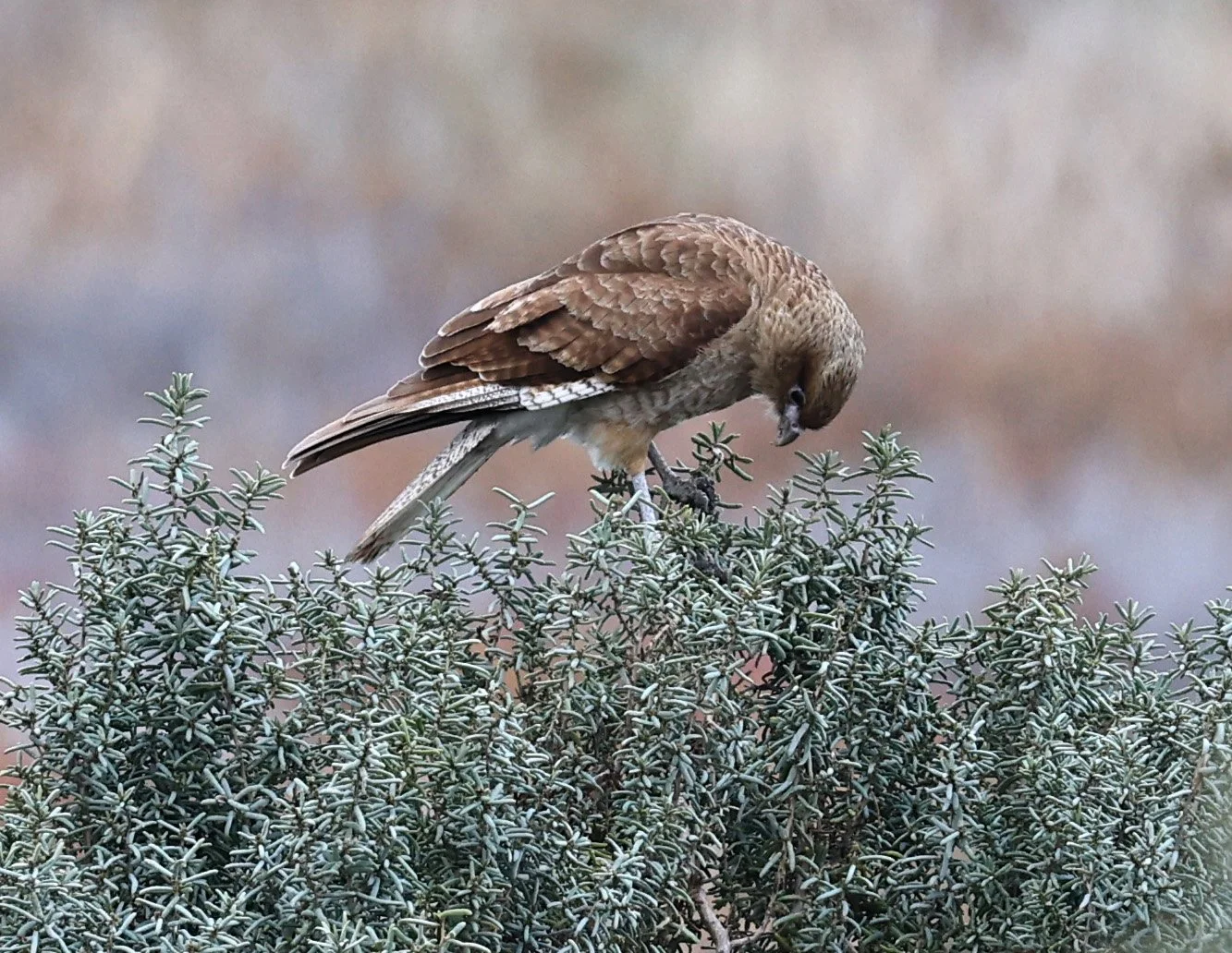 Chimango Caracara (Daptrius chimango) Lagunas del Ornitólogo, Trelew Argentina (15).jpg