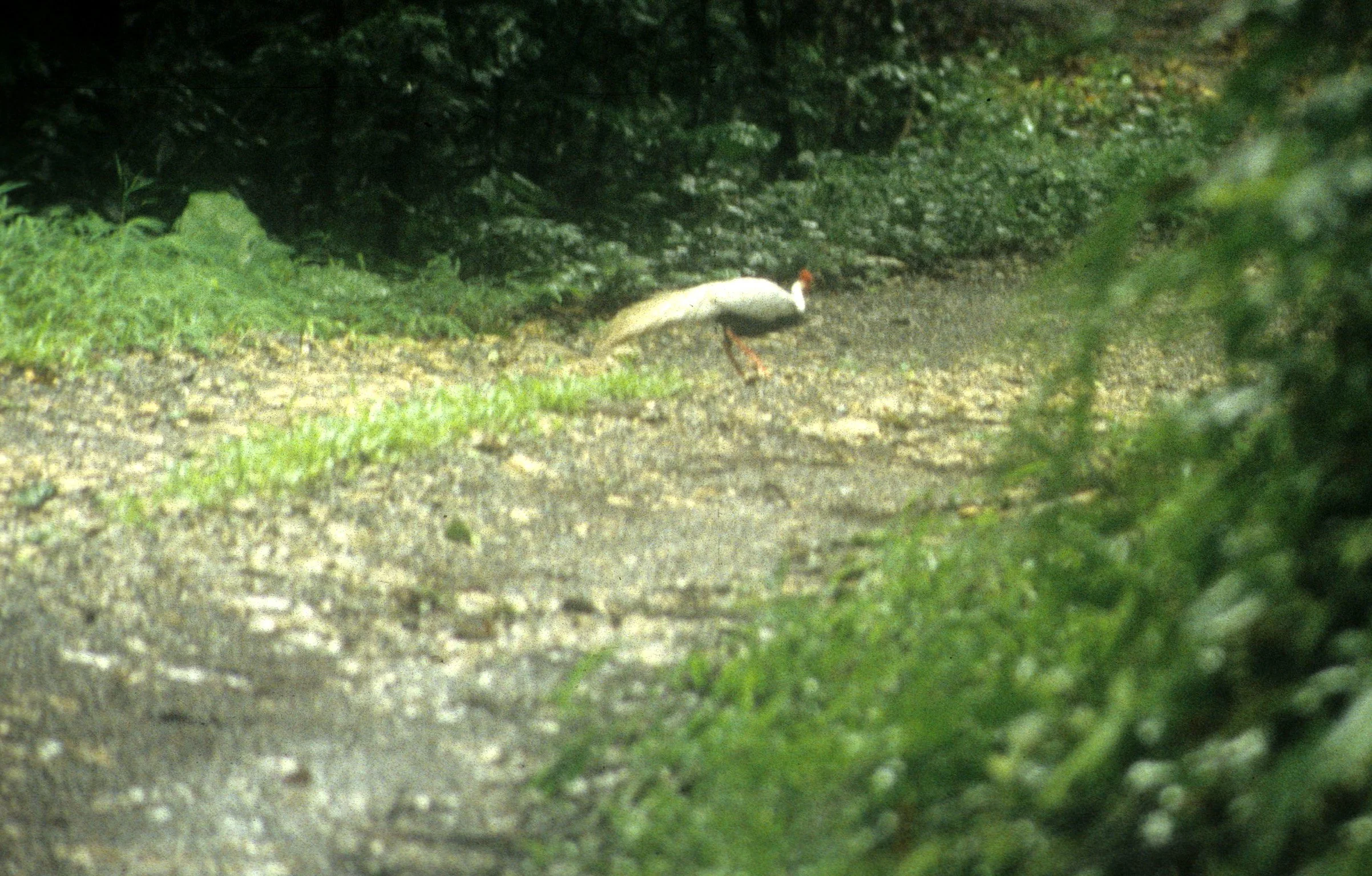 BIRD - PEAFOWL - WHITE - CUC PHUONG NP VIET NAM.jpg