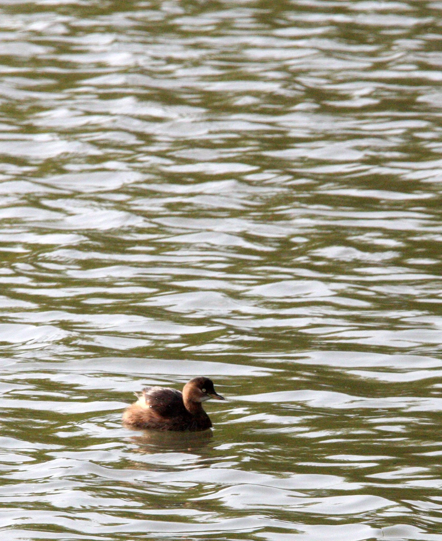 Little Grebe (Tachybaptus ruficollis) Pudong Botanical Gardens Shanghai China (3).JPG