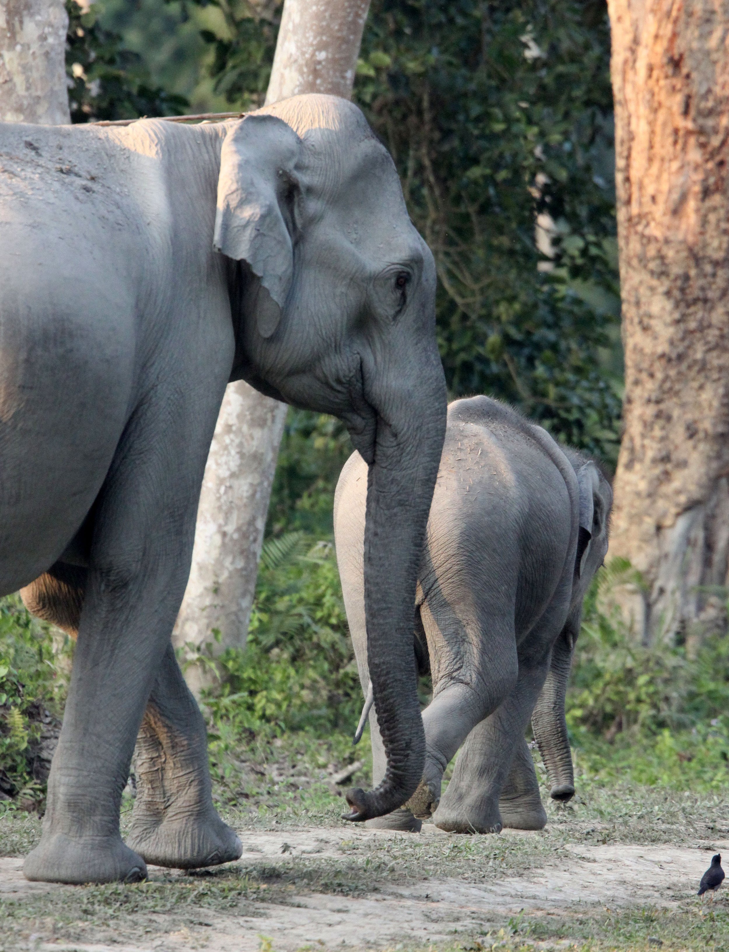 ELEPHANT - ASIAN ELEPHANT - KAZIRANGA NATIONAL PARK ASSAM INDIA (45).JPG