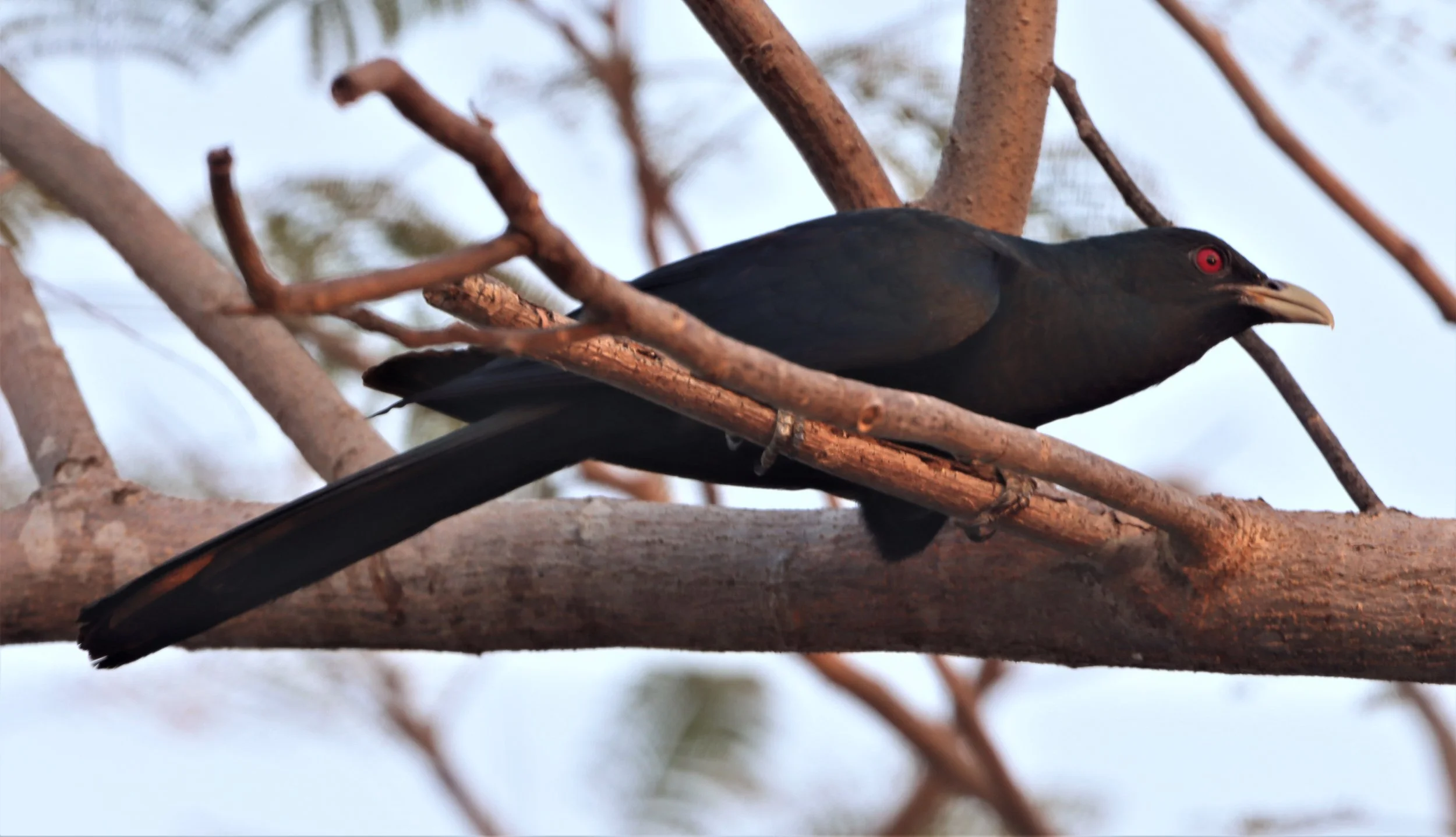 Asian Koel (Eudynamys scolopacea) Lat Krabang Thap Yao Rice Fields Bangkok (16).jpg