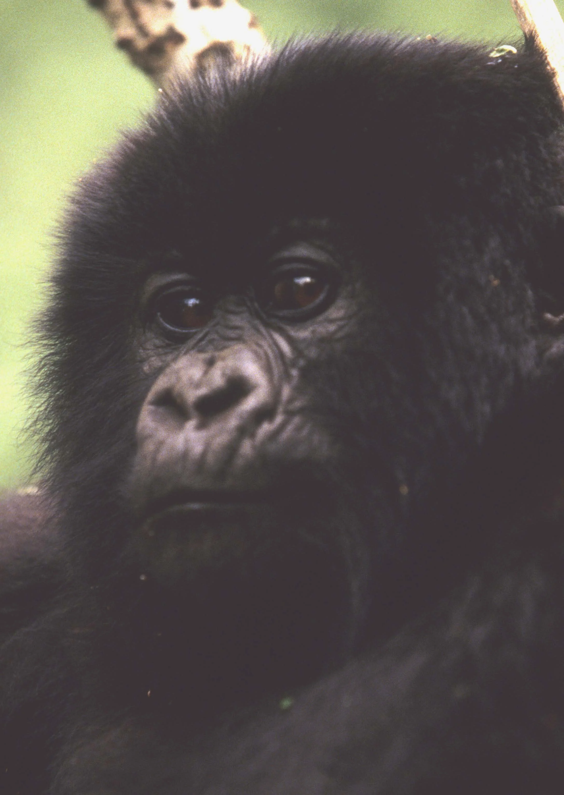 PRIMATE - GORILLA-RWANDA PARC DU VULCANS (6).jpg