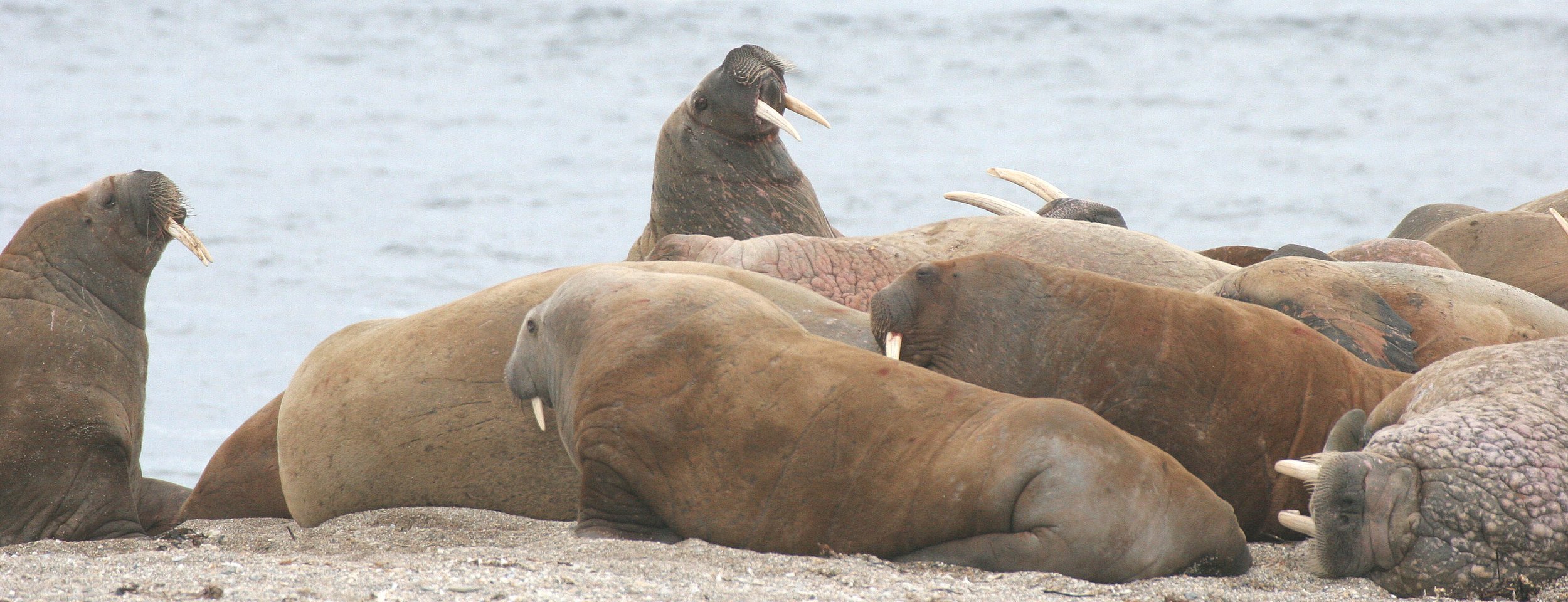 Odobenus rosmarus rosmarus - ATLANTIC WALRUS - SVALBARD NORTH EAST SECTOR (232).jpg