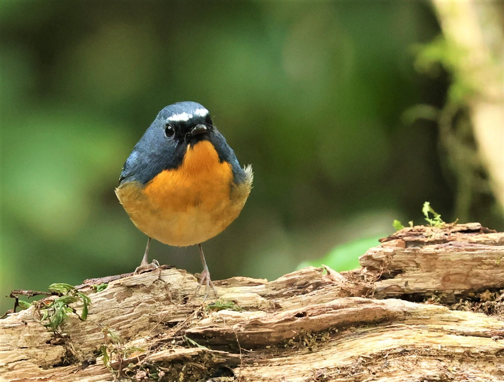 FLYCATCHER - SNOWY-BROWED FLYCATCHER - Ficedula hyperythra - DOI PHA HOM POK NP DOI LANG EAST FEB 2022 (1).jpg