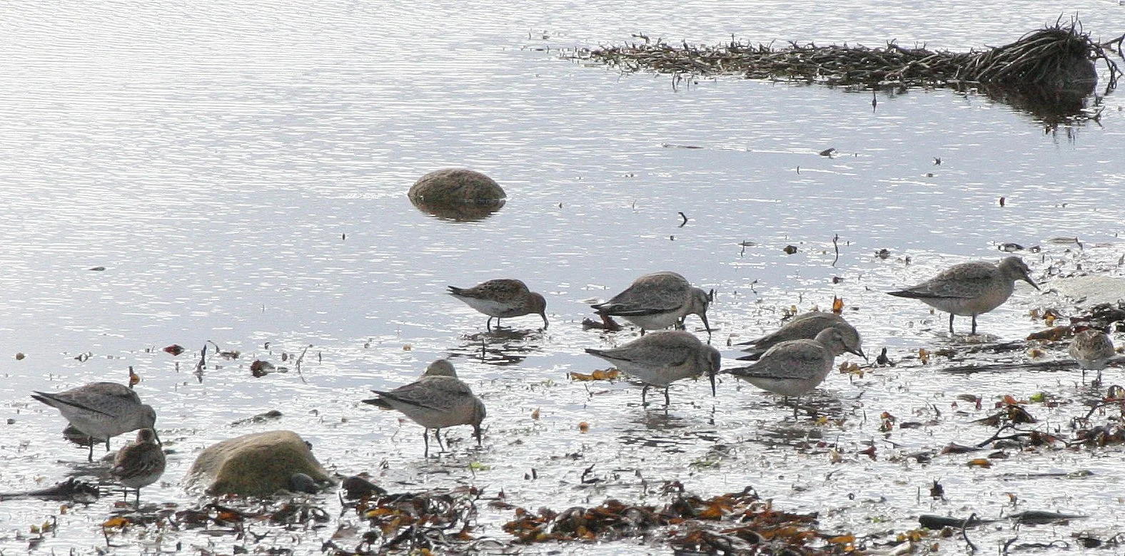 BIRD - SANDPIPER - WHITE-RUMPED - CALIDRIS FUSCICOLLIS - NEAR HORNOYA NORWAY - VARDO (2).jpg