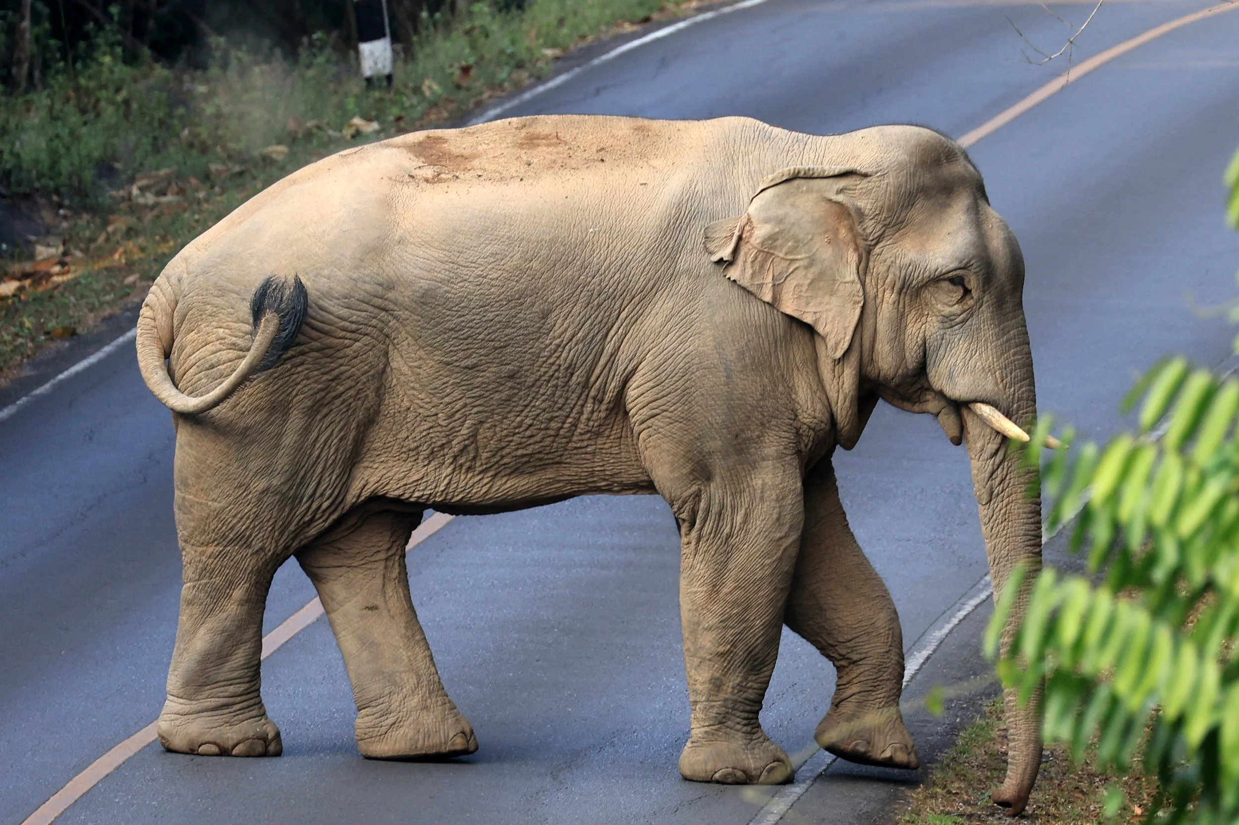 Asian Elephant (Elephas maximus) Khao Yai National Park, Thailand (94).jpg