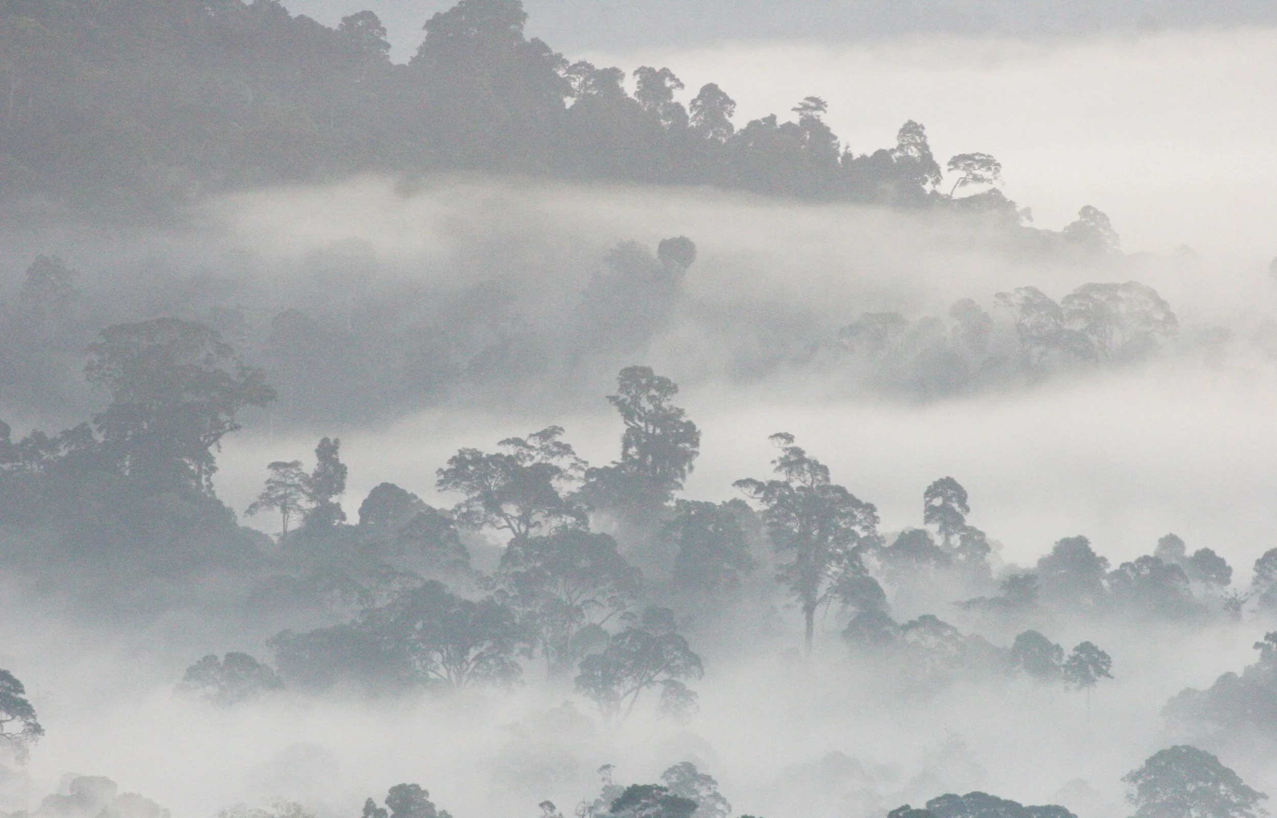 DANUM VALLEY BORNEO - SUNRISE OVER THE DANUM (74).JPG