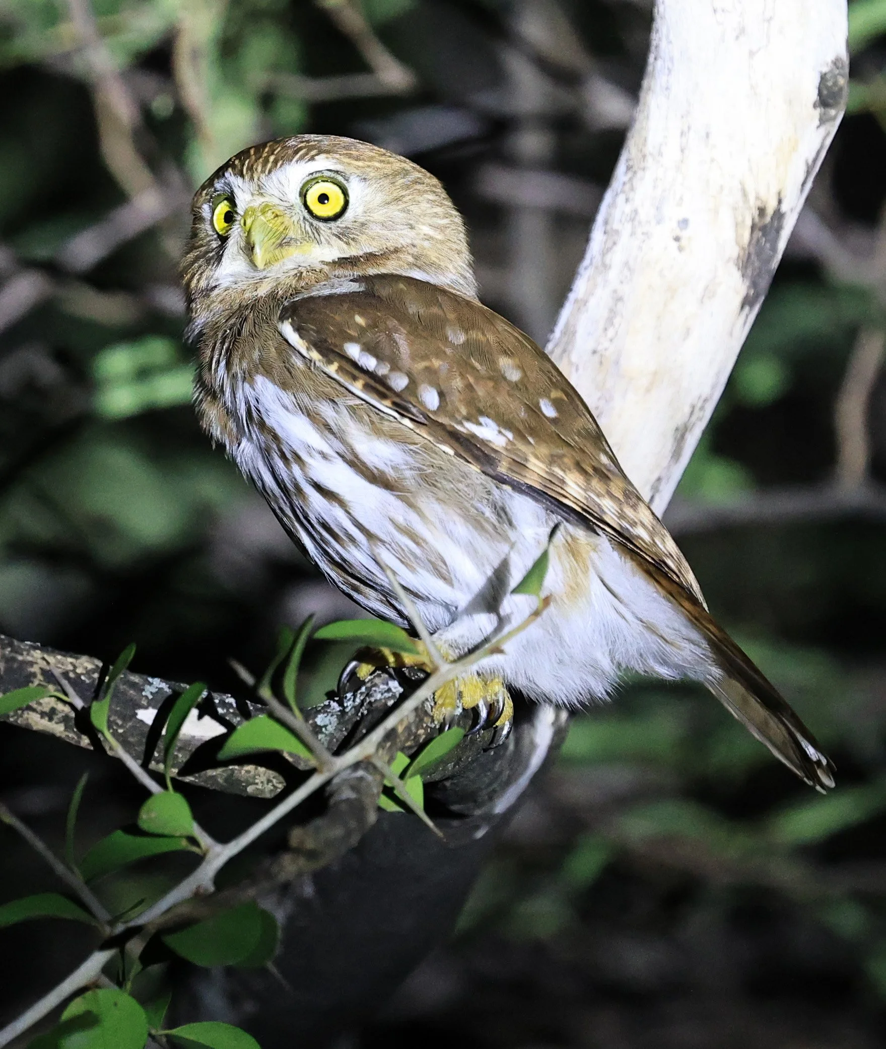 Ferruginous Pygmy-Owl (Glaucidium brasilianum) Reserva Nueland  Selva Serena (46).jpg