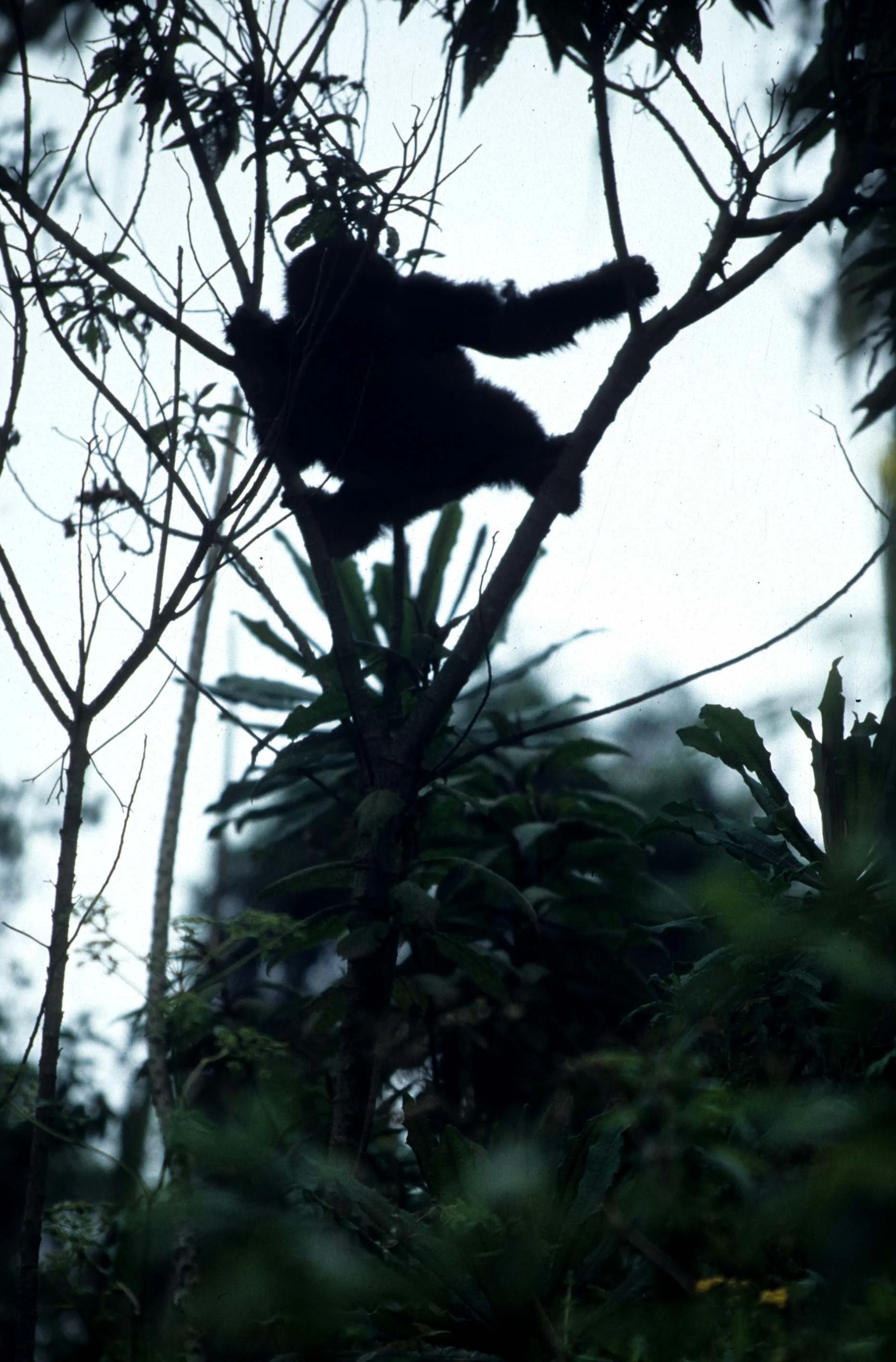 PRIMATE - GORILLA-RWANDA PARC DU VULCANS (98).jpg