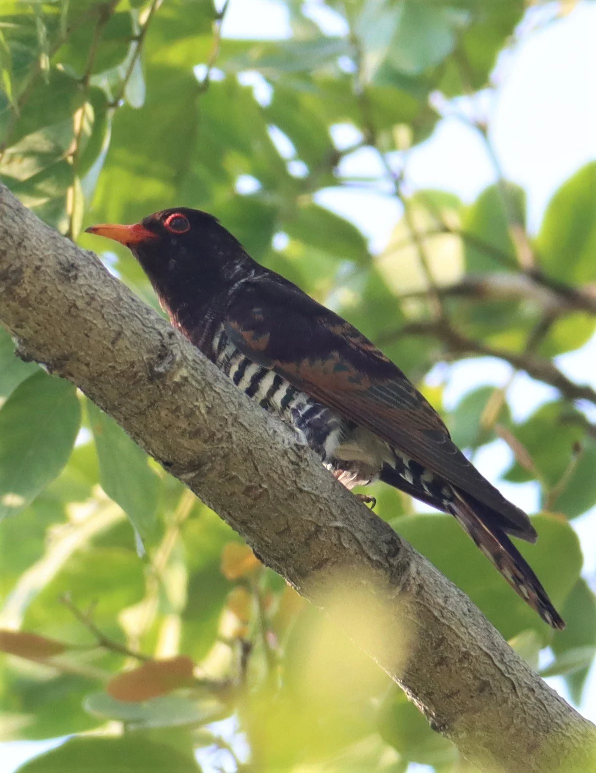 Violet Cuckoo (Chrysococcyx xanthorhynchus) Rama IX Park Bangkok (7).jpg