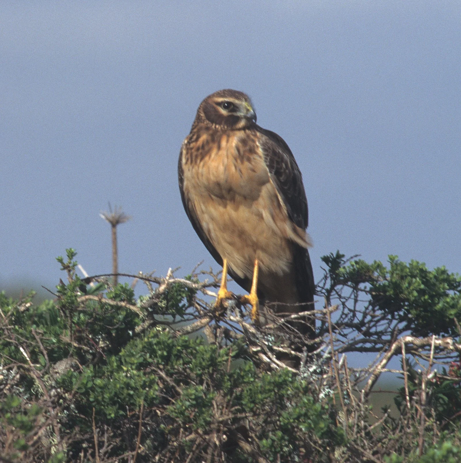 Buteo jamaicensis - RED-TAILED HAWK - POINT REYES NP (2).jpg