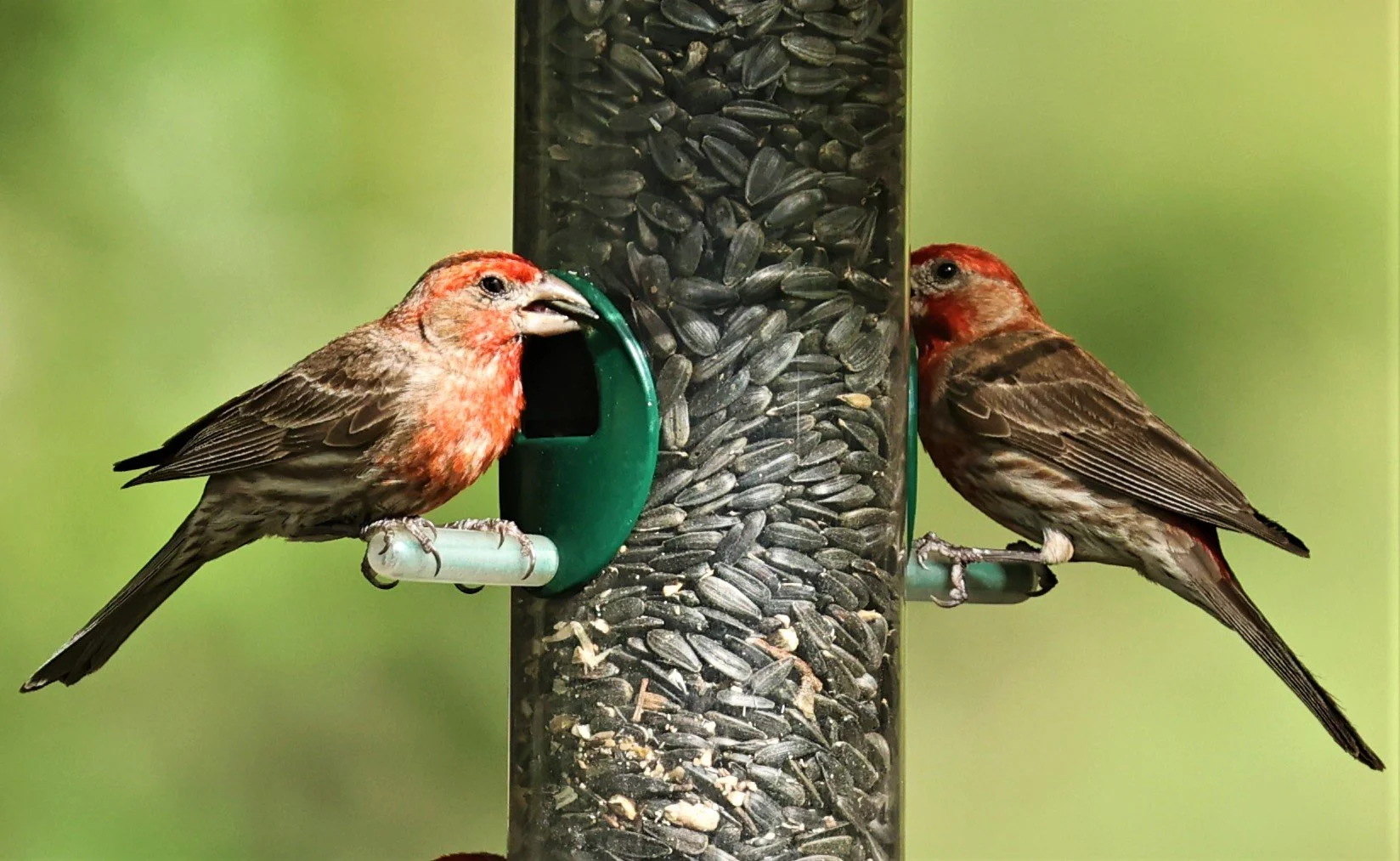 House Finch (Haemorhous mexicanus) Cave Creek Arizona (11).jpg