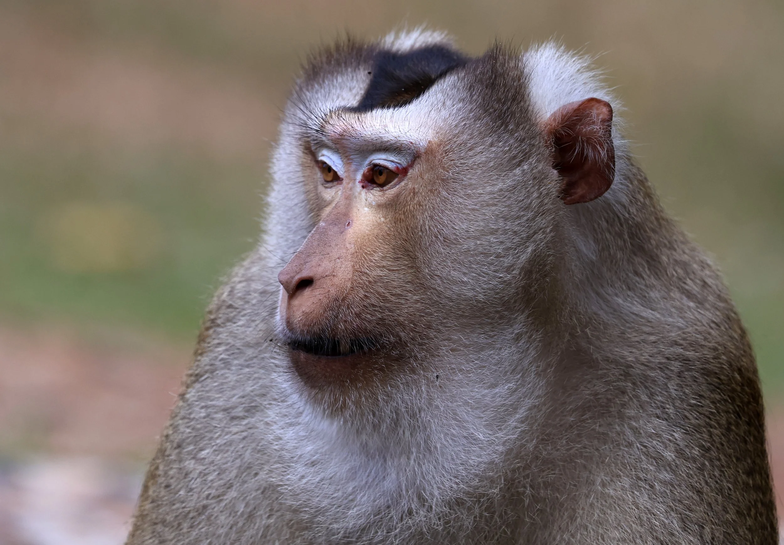 Northern Pig-tailed Macaque (Macaca leonina) Khao Yai National Park Feb 2026 Day 3 (51).jpg