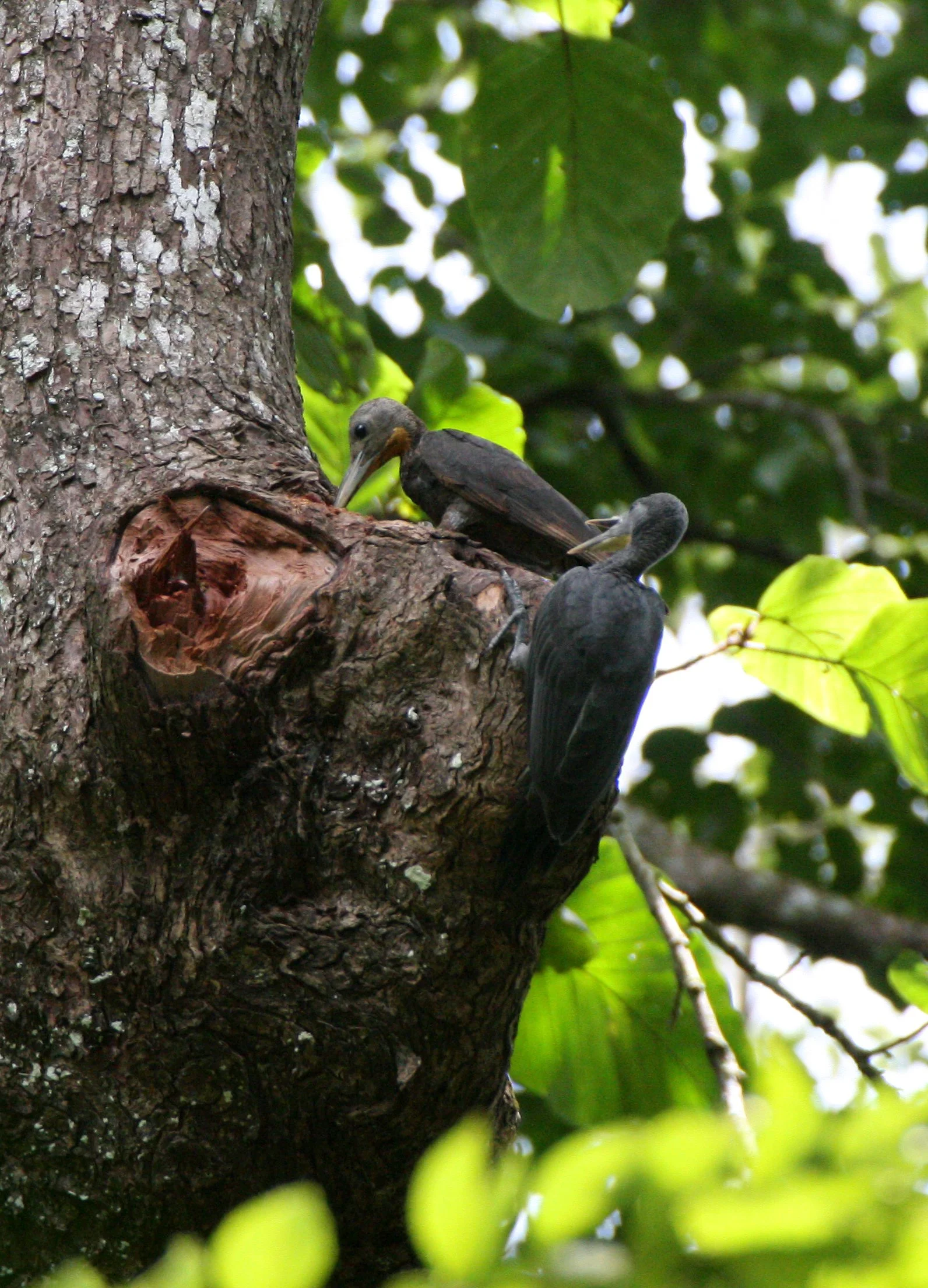 WOODPECKER - GREAT-SLATY WOODPECKER - Mulleripicus pulverulentus - KAENG KRACHAN NP THAILAND (1).JPG