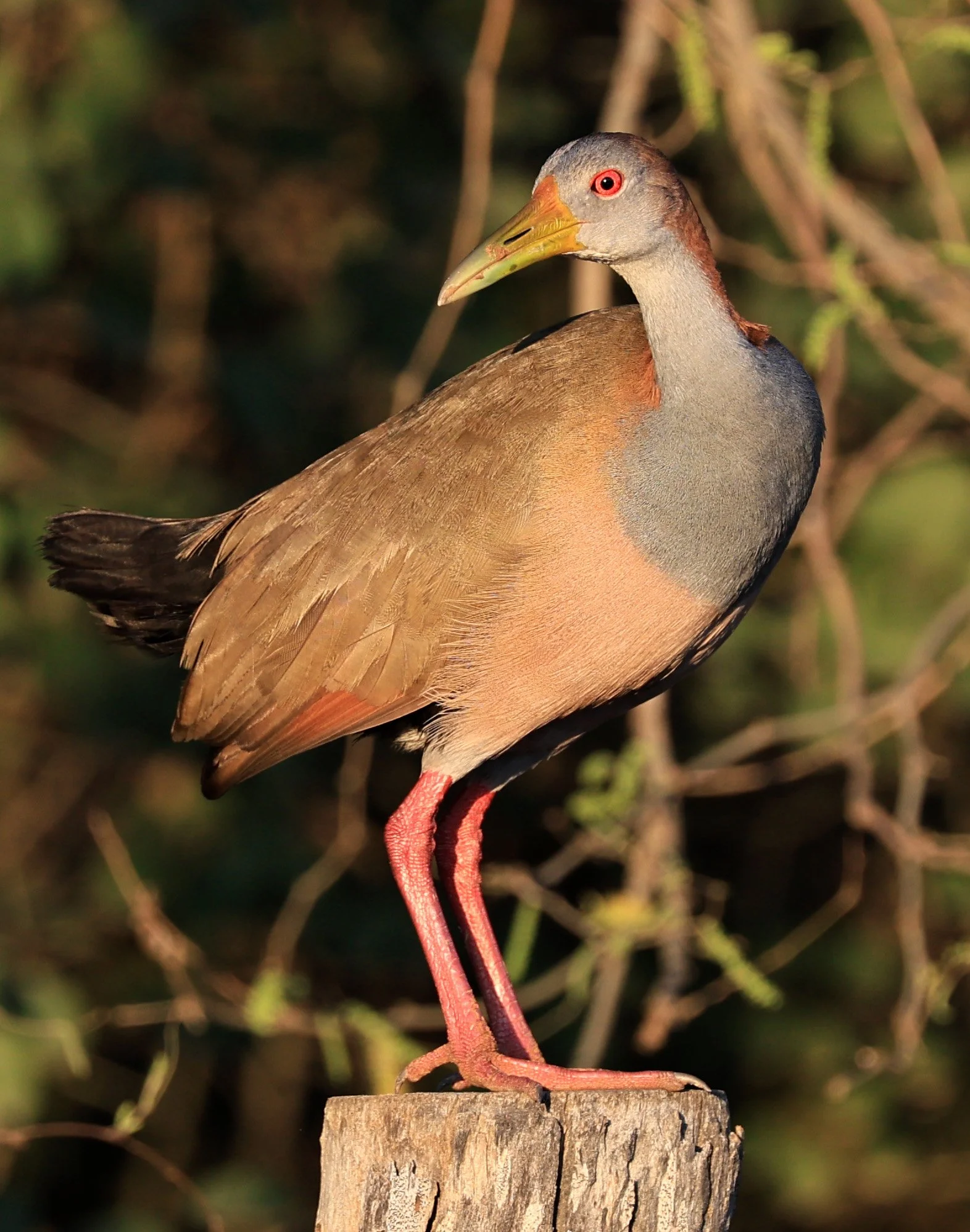 Gray-cowled wood-rail (Aramides cajaneus) Aurora Chaquena Reserve, Neuland Mennonite Colony Paraguay (8).jpg