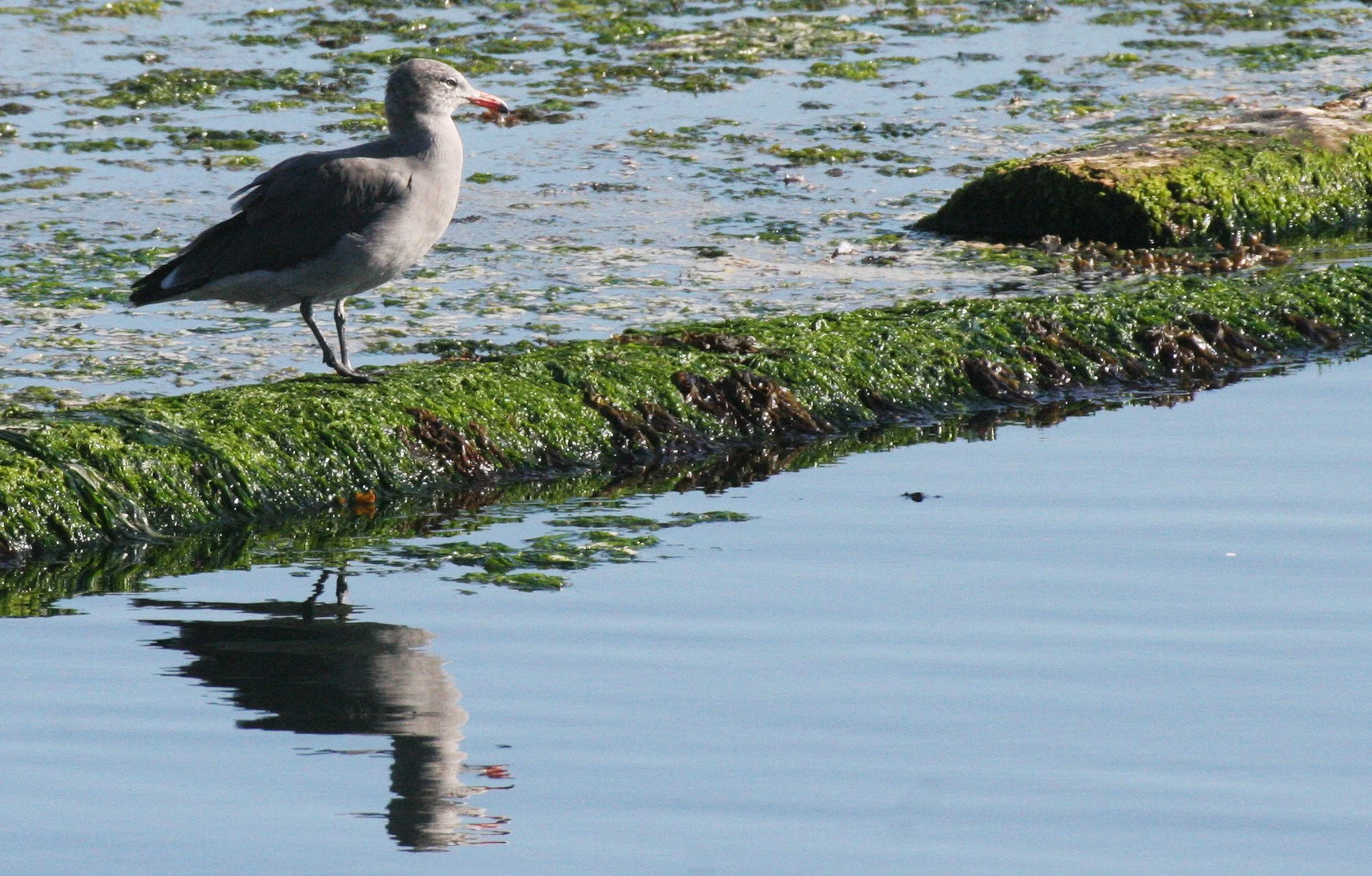BIRD - GULL - HEERMANN'S GULL - PA HARBOR (4).JPG