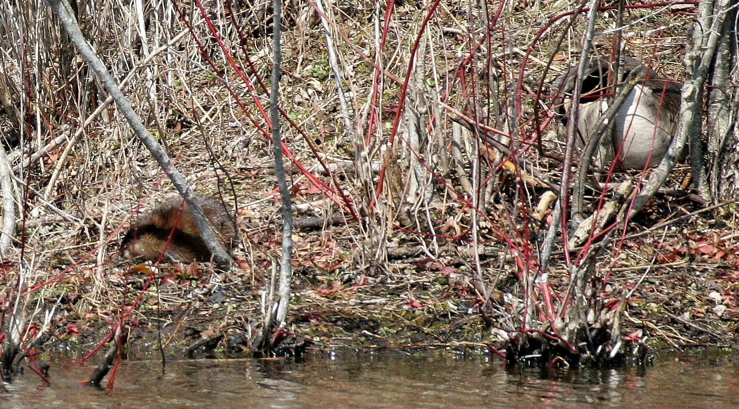 Ondatra zibethicus - MUSKRAT - PRATT'S WAYNE WOODS ILLINOIS (4).JPG