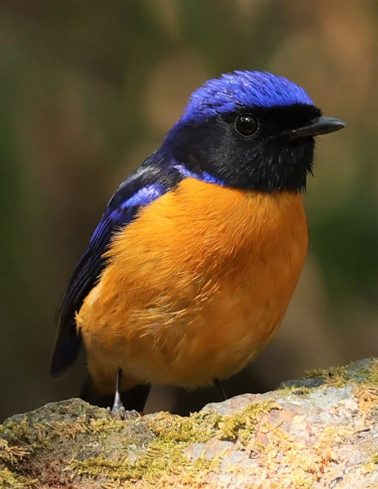 NILTAVA - RUFOUS-BELLIED NILTAVA - Niltava sundar - DOI SAN JU (DOI LANG WEST) FEB 2022 (22).jpg