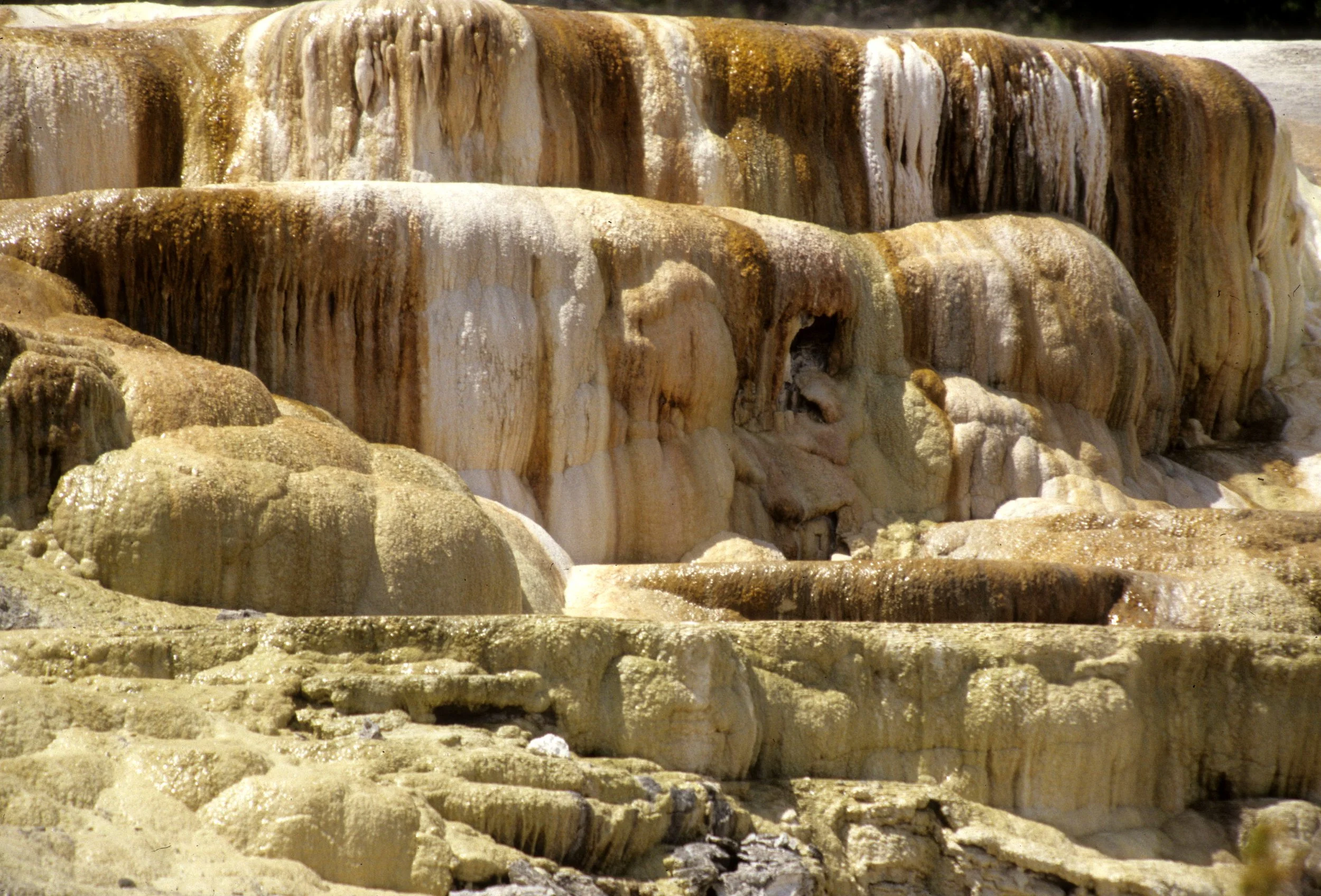 YELLOWSTONE - MAMMOTH HOTSPRINGS M.jpg
