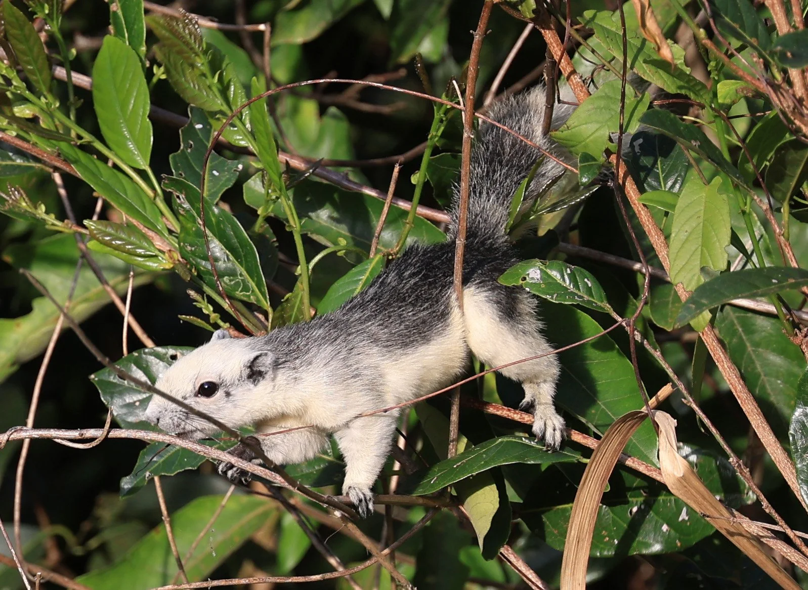 Finlayson's squirrel (Callosciurus finlaysonii bocourti) Khao Yai National Park (8).JPG