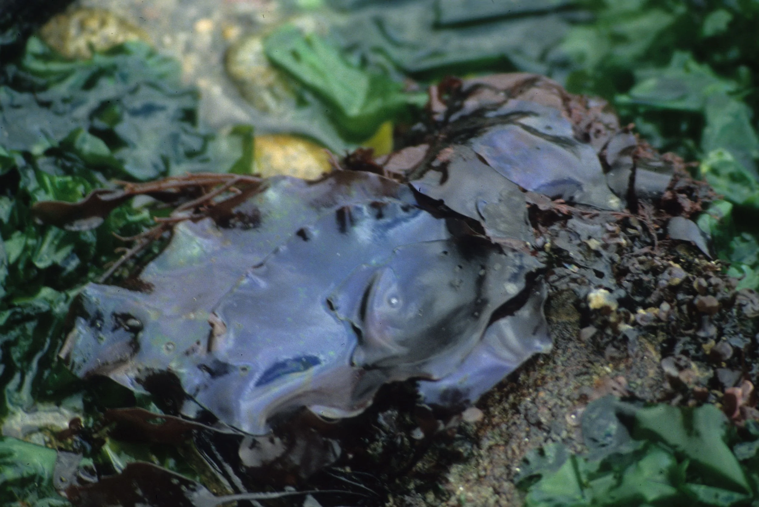 CALIFORNIA - POINT REYES - IRIDAEA CORDATA - SEA ALGAE.jpg