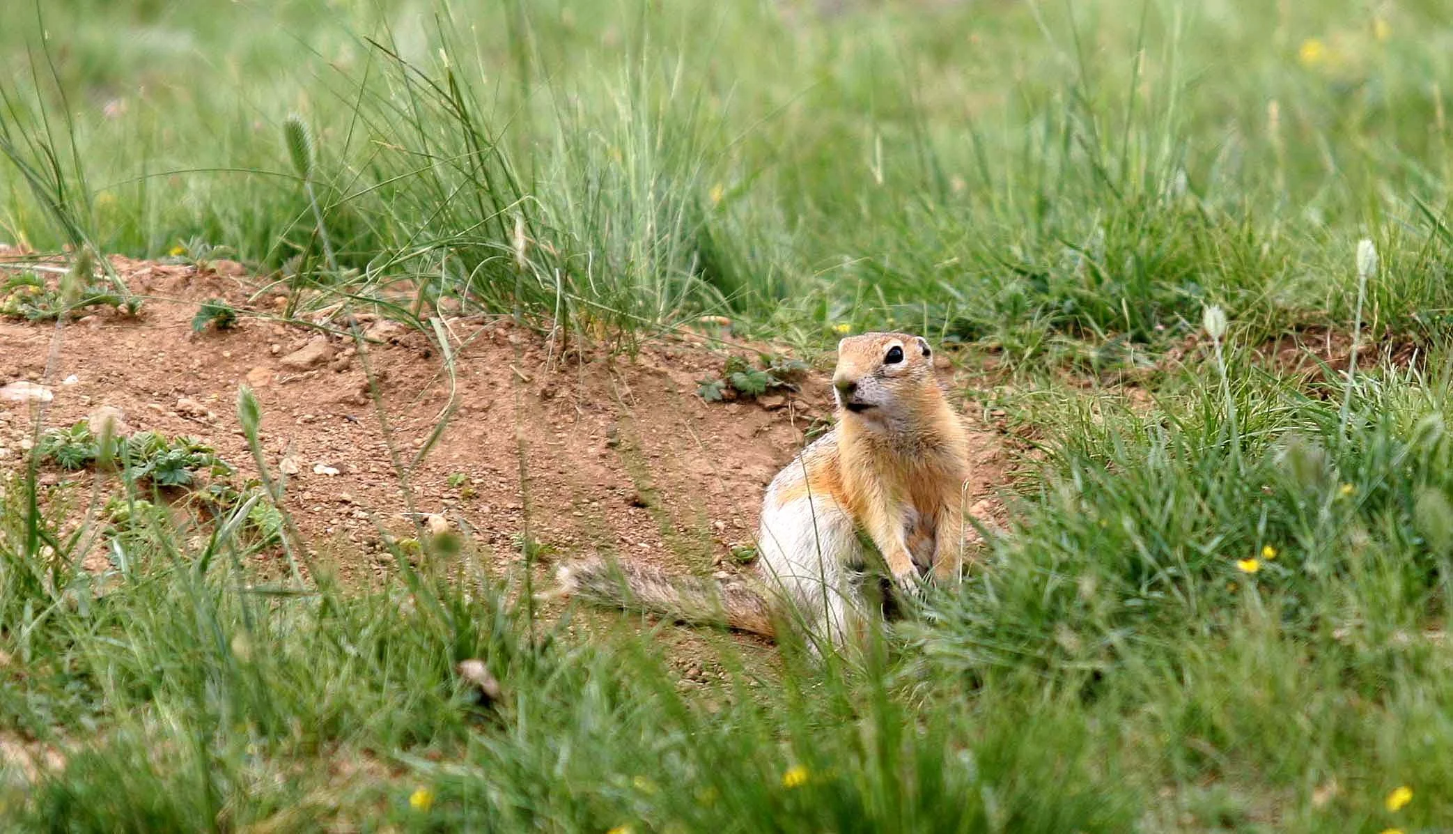 Citellus undulatus - Long-tailed Siberian Souslik (Ground Squirrel ...