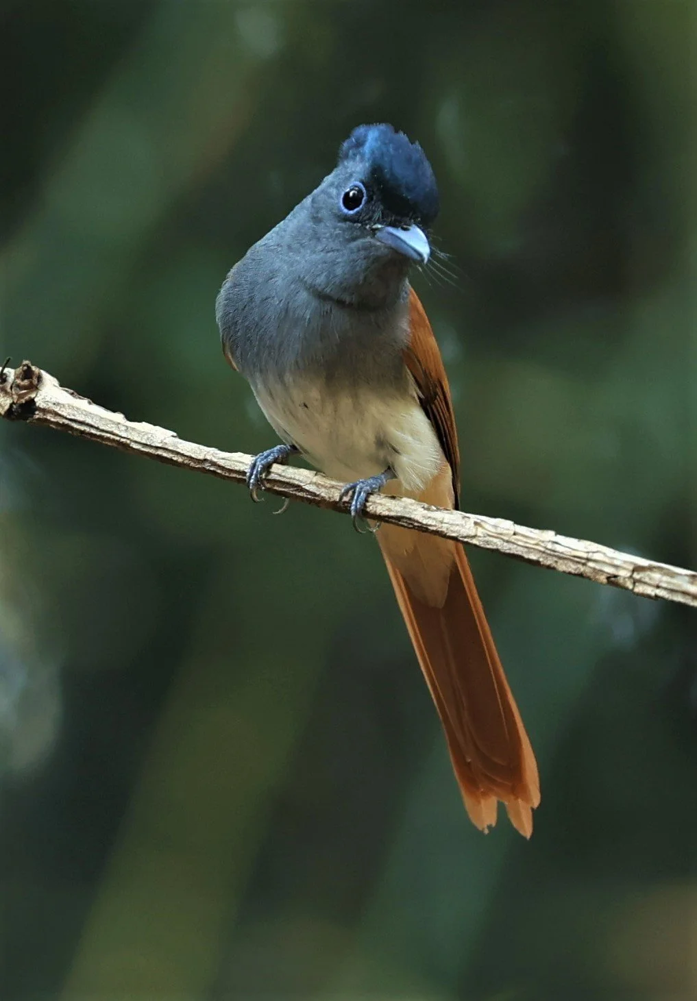 PARADISE-FLYCATCHER - BLYTH'S PARADISE-FLYCATCHER - Terpsiphone affinis - WAT THAM PRATHUM CHONBURI JAN 30 2022 (18).jpg