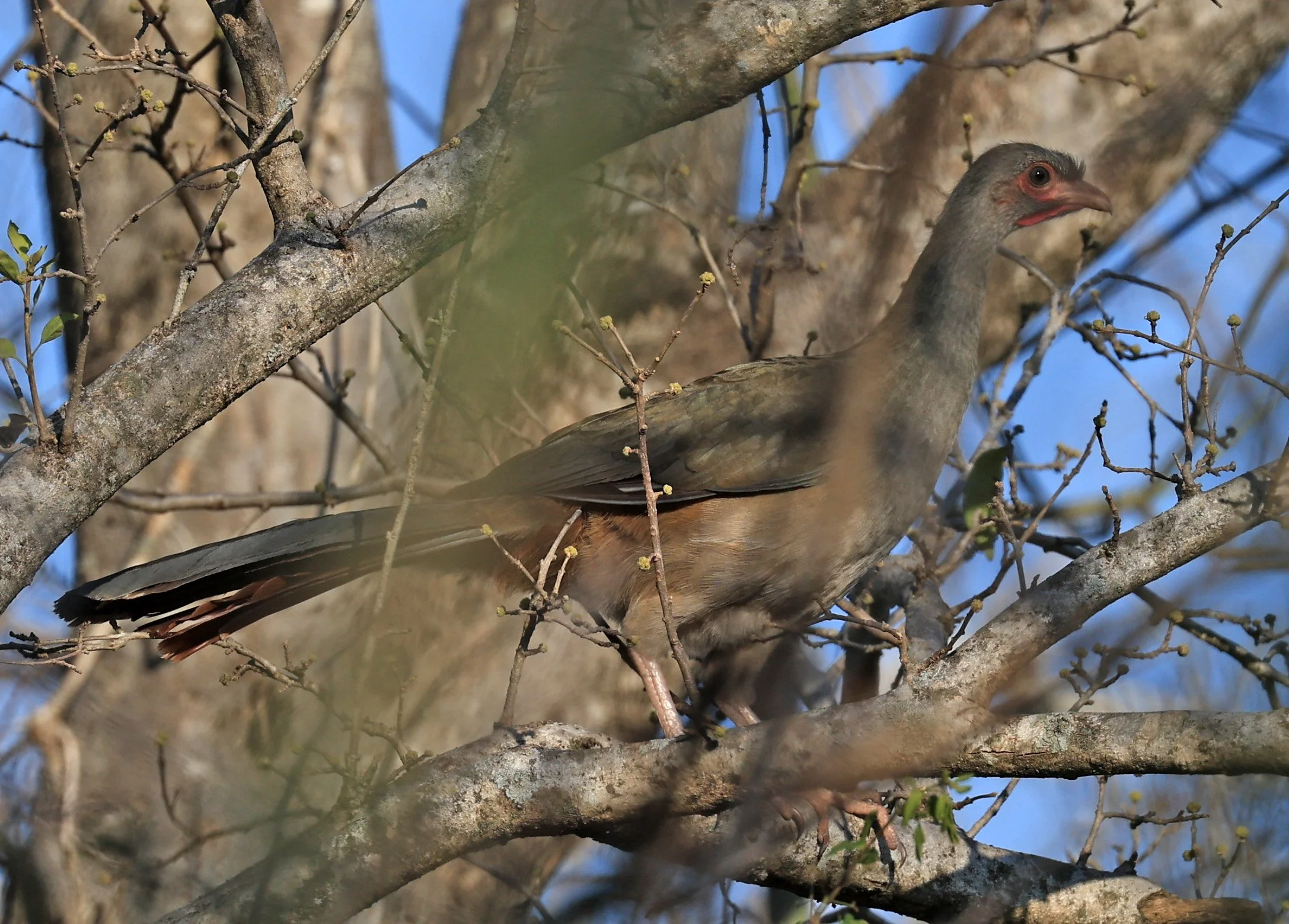 Chaco Chachalaca (Ortalis canicollis) Agua Dulce Paraguay (14).jpg