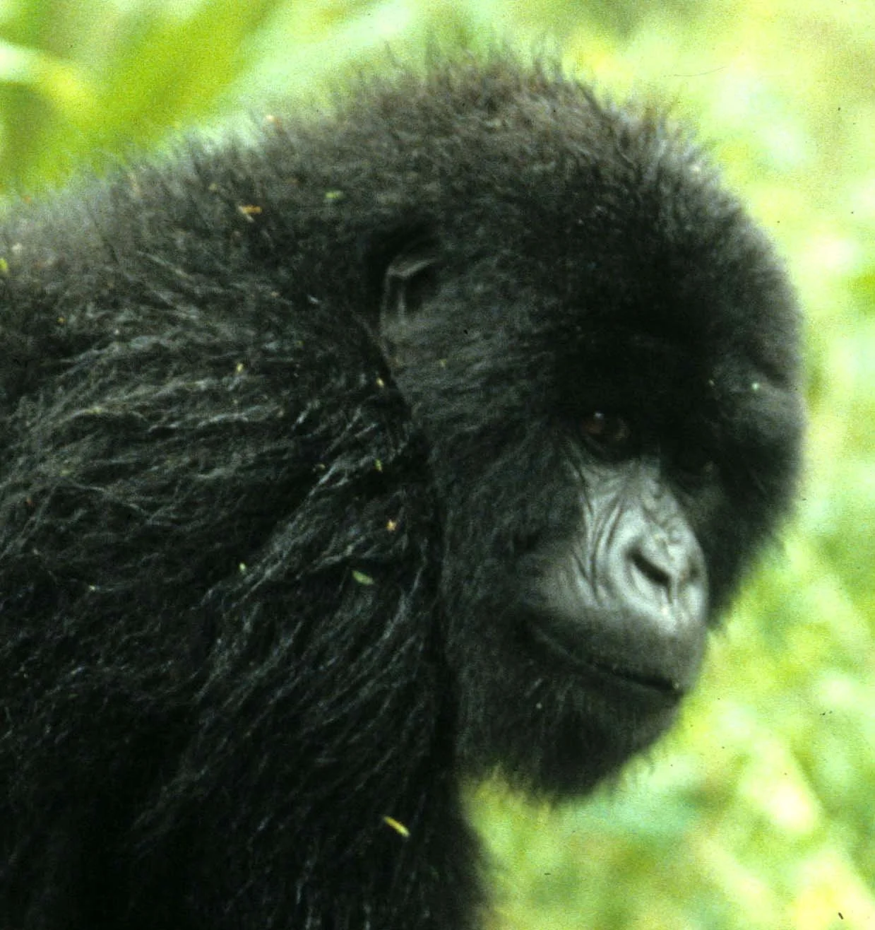 PRIMATE - GORILLA-RWANDA PARC DU VULCANS (66).jpg
