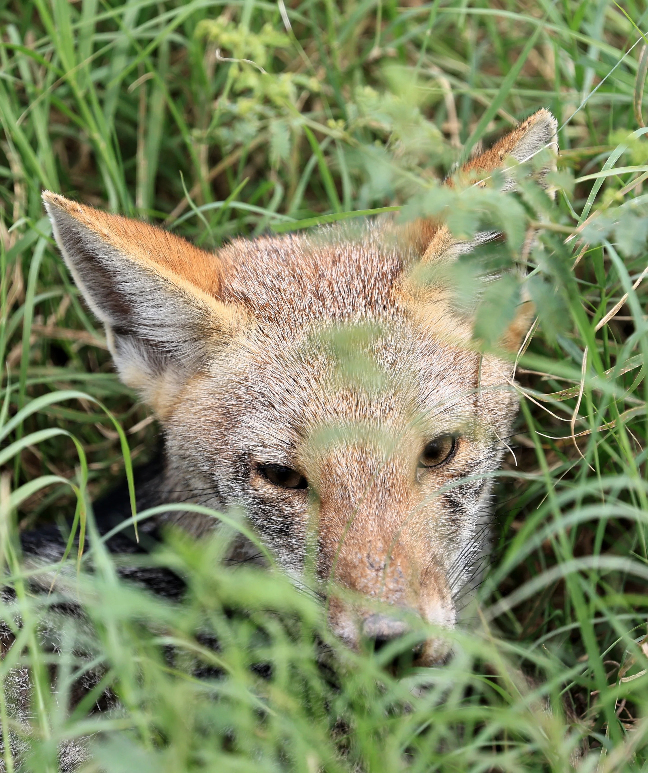 Pampas Fox (Lycalopex gymnocerca) Agua Dulce Paraguay (1).jpg