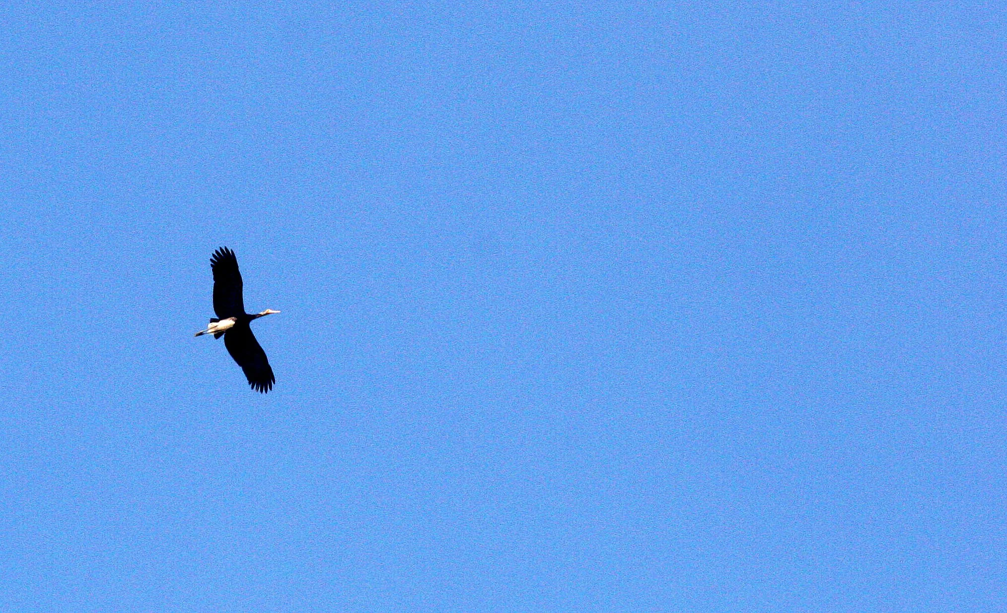 STORK - STORM'S STORK - Ciconia stormi - KINABATANGAN RIVER BORNEO (29).JPG